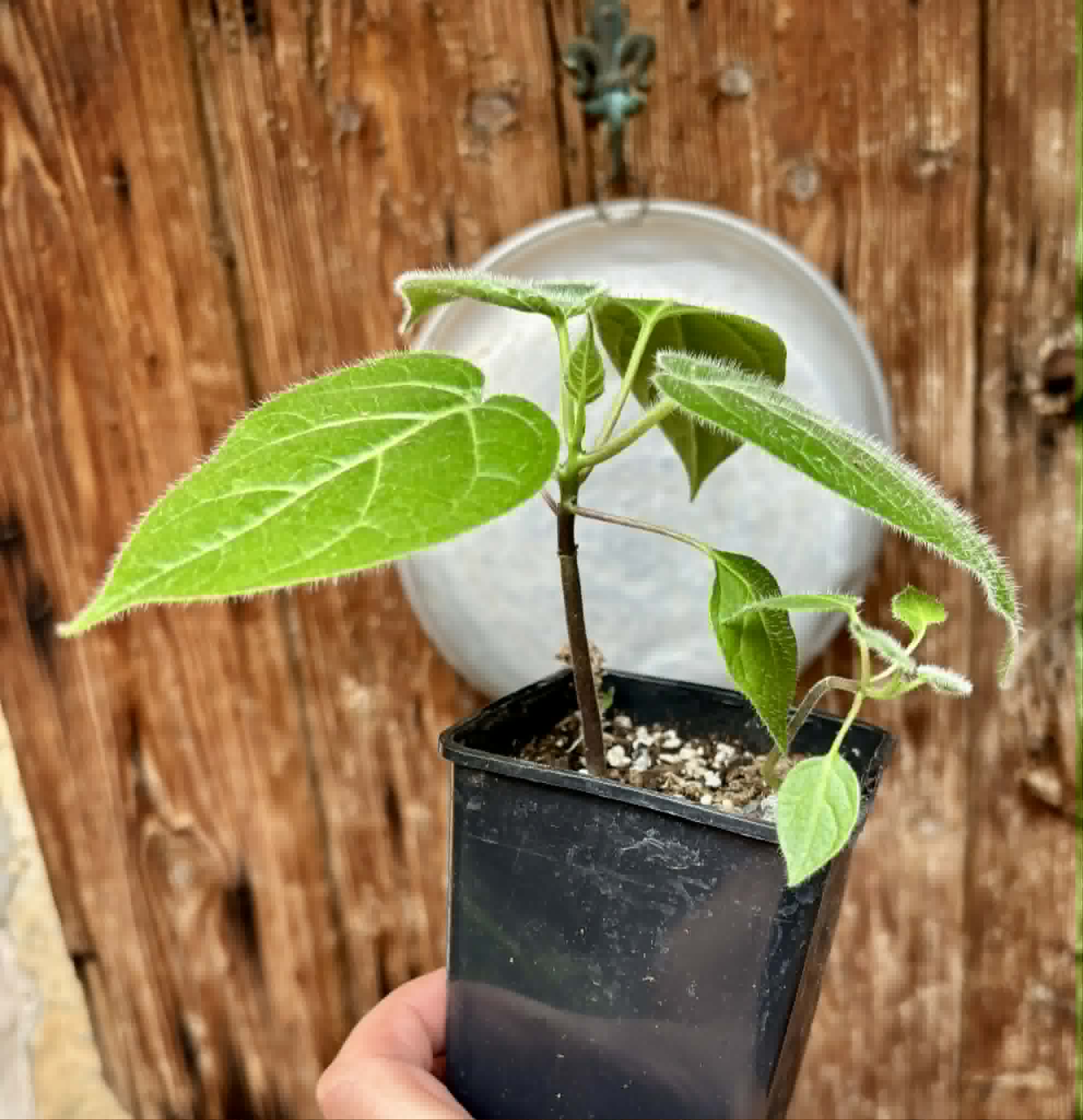 2 in 1 pot - Solanum sibundoyense - 2 seedlings in one pot / 2 Sämlinge in einem Topf