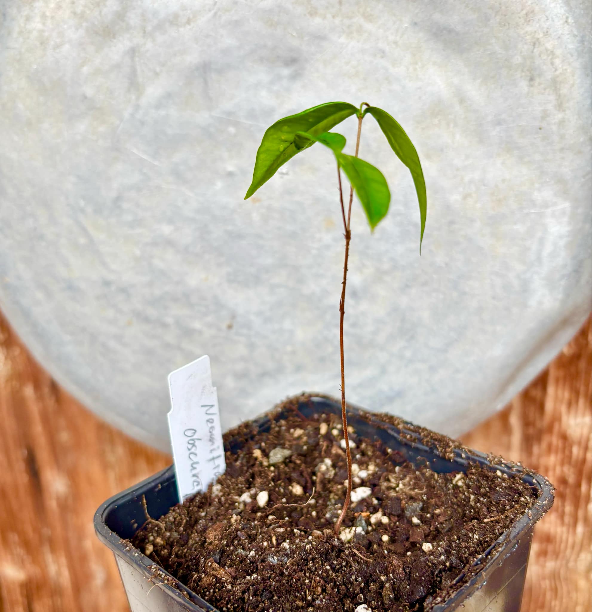Pitanga de Cachorro (Neomitranthes obscura) - 1 potted seedling/ 1 getopfter Sämling