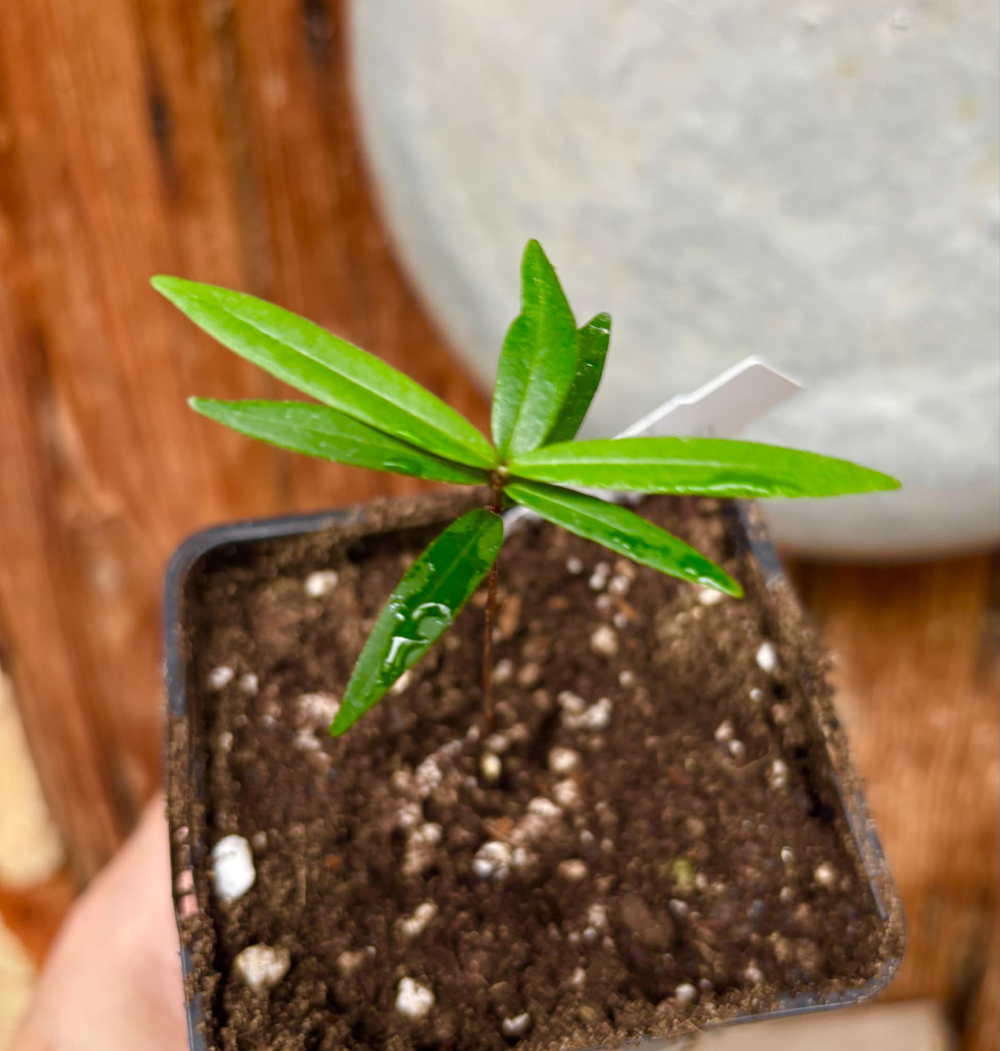 Eugenia sp Pitanga da Restinga -  1 small potted seedling / 1 kleiner, getopfter Sämling