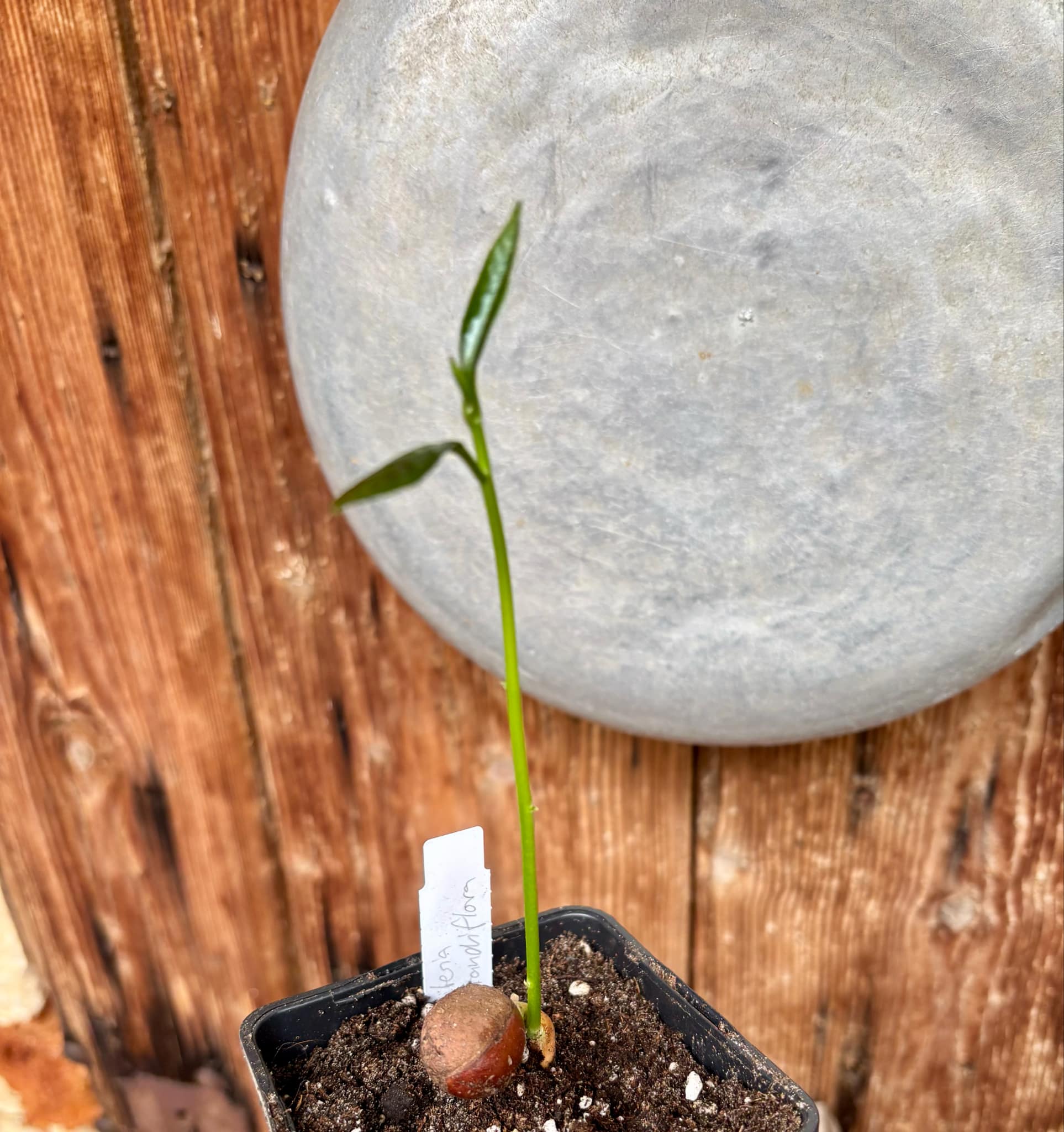Pouteria grandiflora - 1 small potted seedling / 1 kleiner, getopfter Sämling