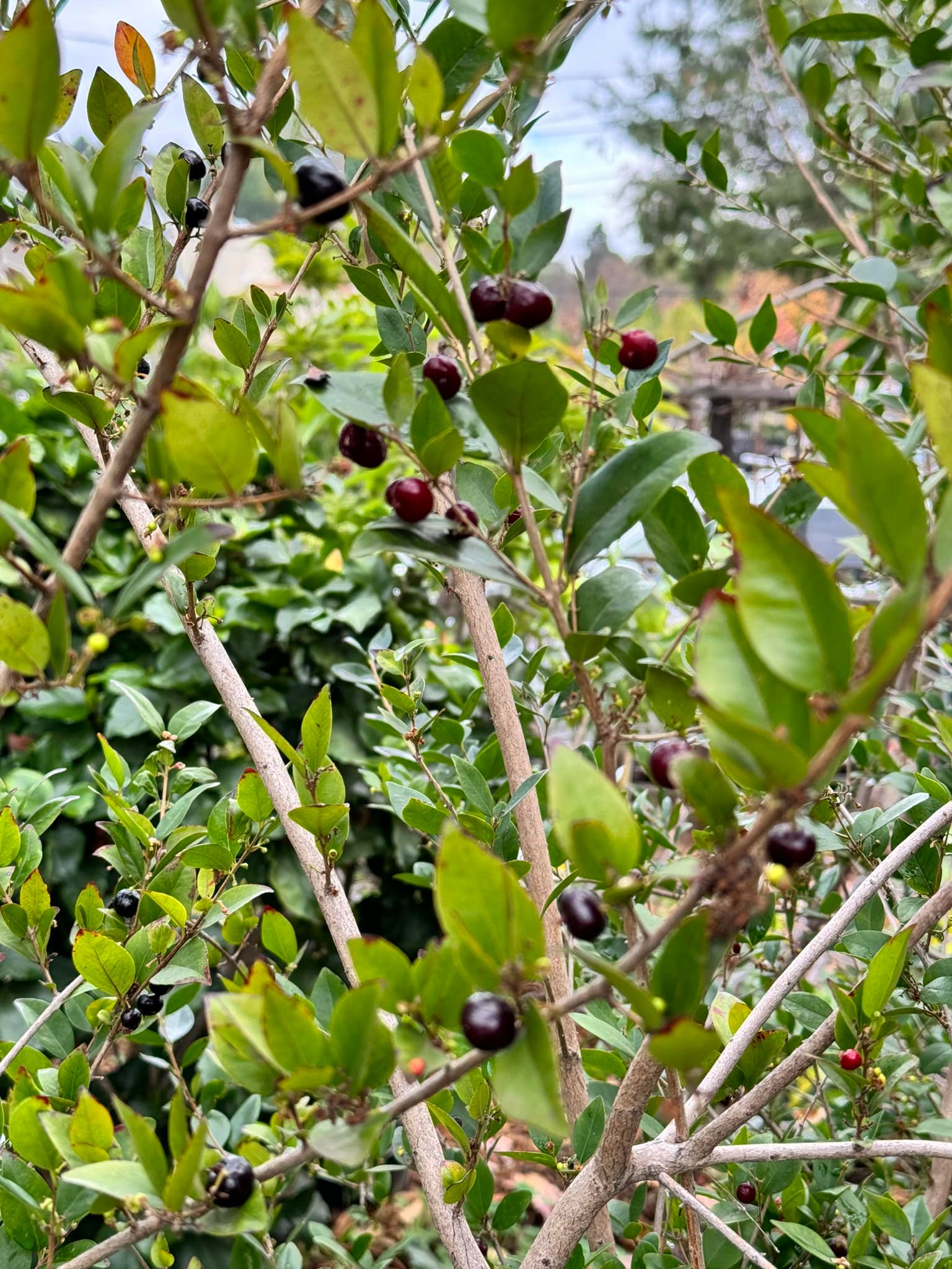  three years old - Eugenia repanda - 1 potted plant / 1 getopfte Pflanze