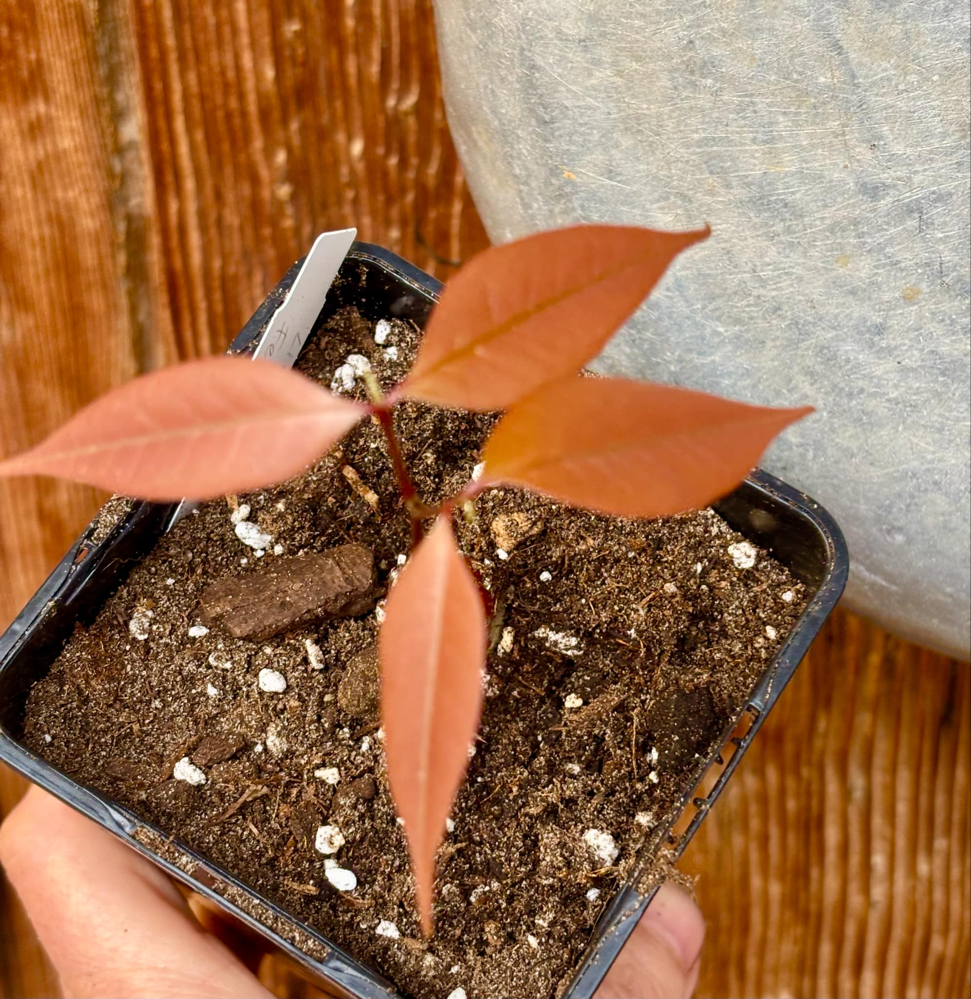 Litchi chinensis - var. Fei Zi Xiao (Litchi chinensis) - 1 small potted seedling / 1 kleiner, getopfter Sämling 