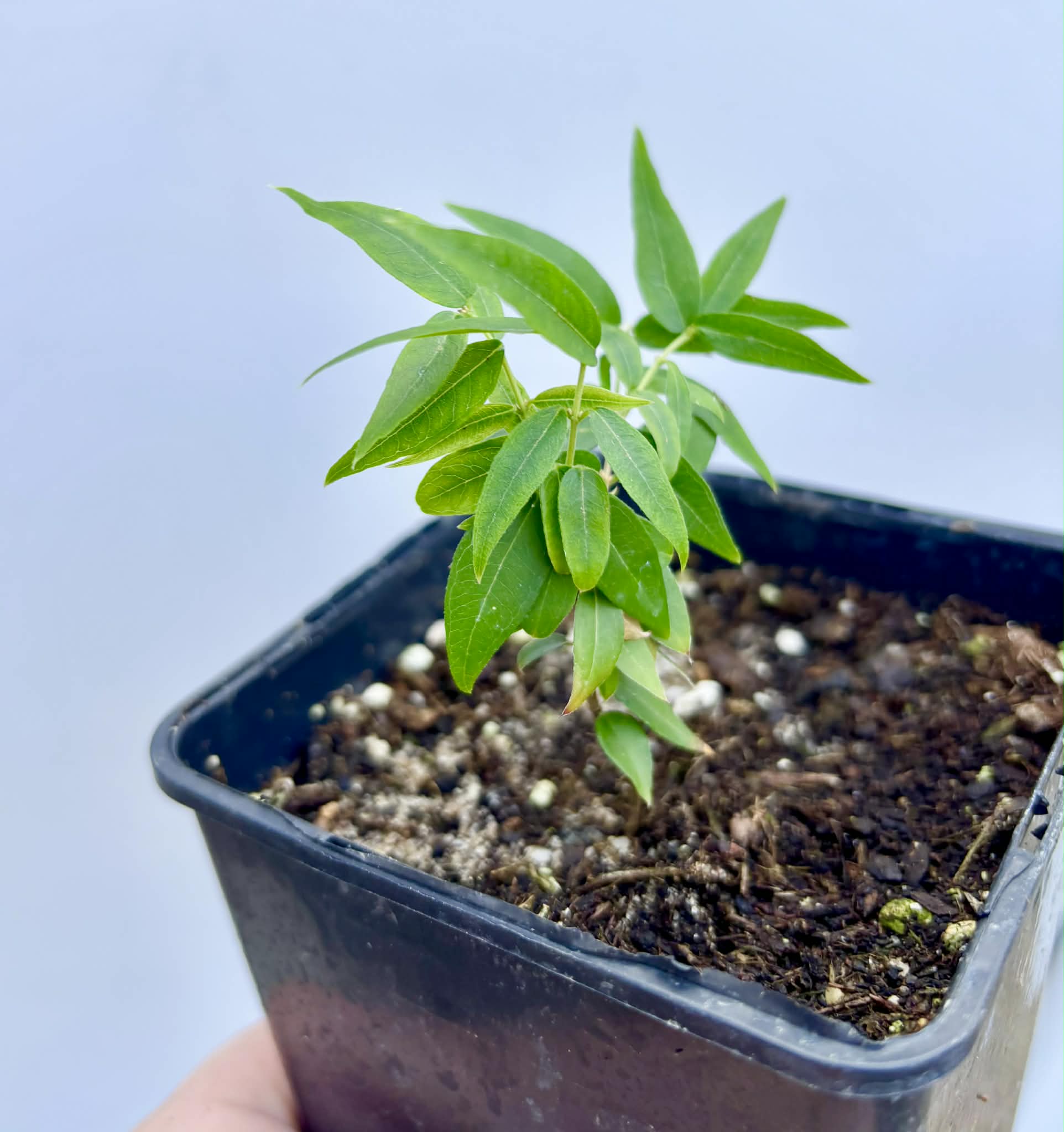Plinia sp Lagoa black -  1 potted plant / 1 getopfte Pflanze
