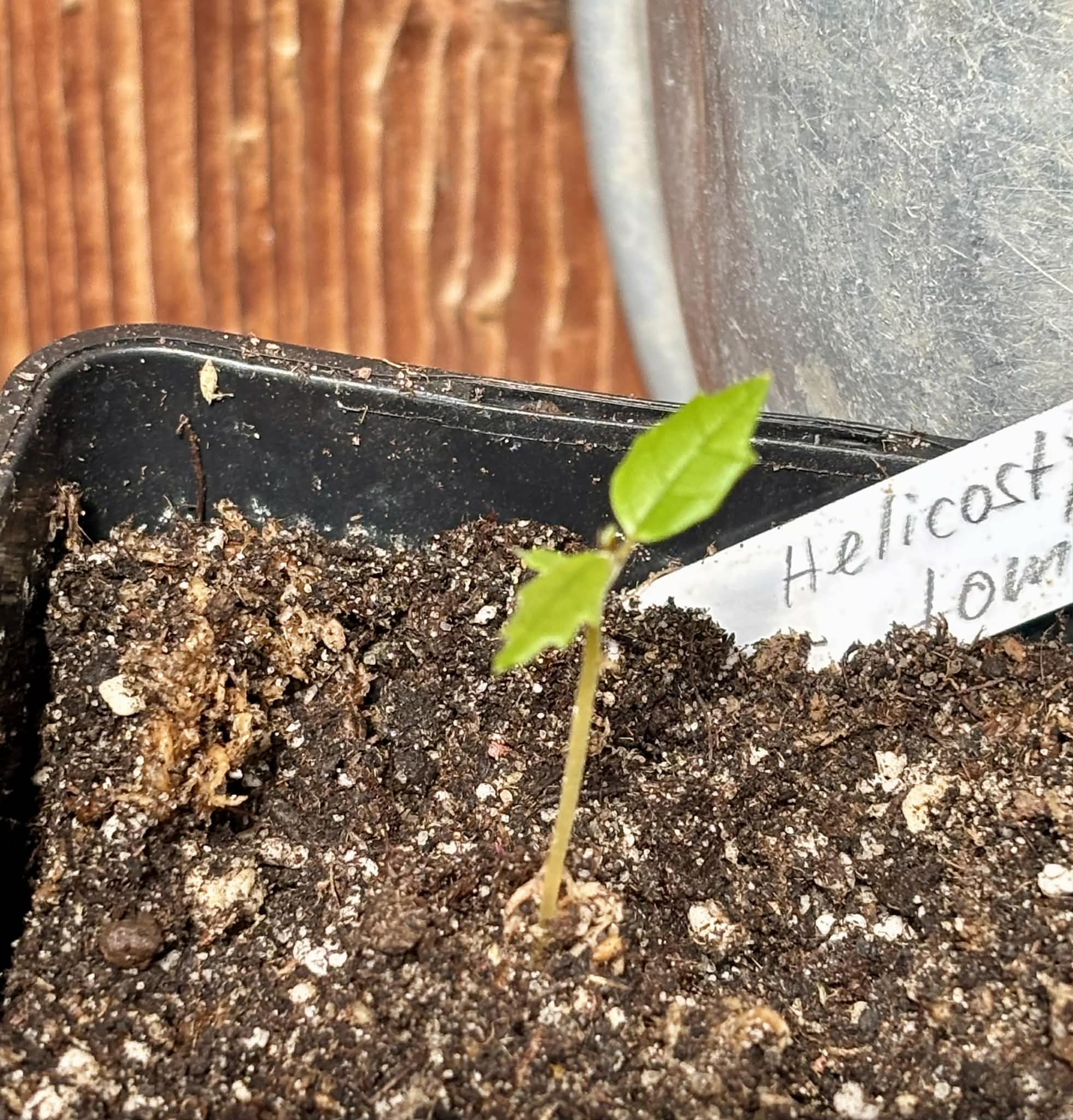 Wild Yellow Mulberry (Helicostylis tomentosa) - 1 potted seedling / 1 getopfter Sämling
