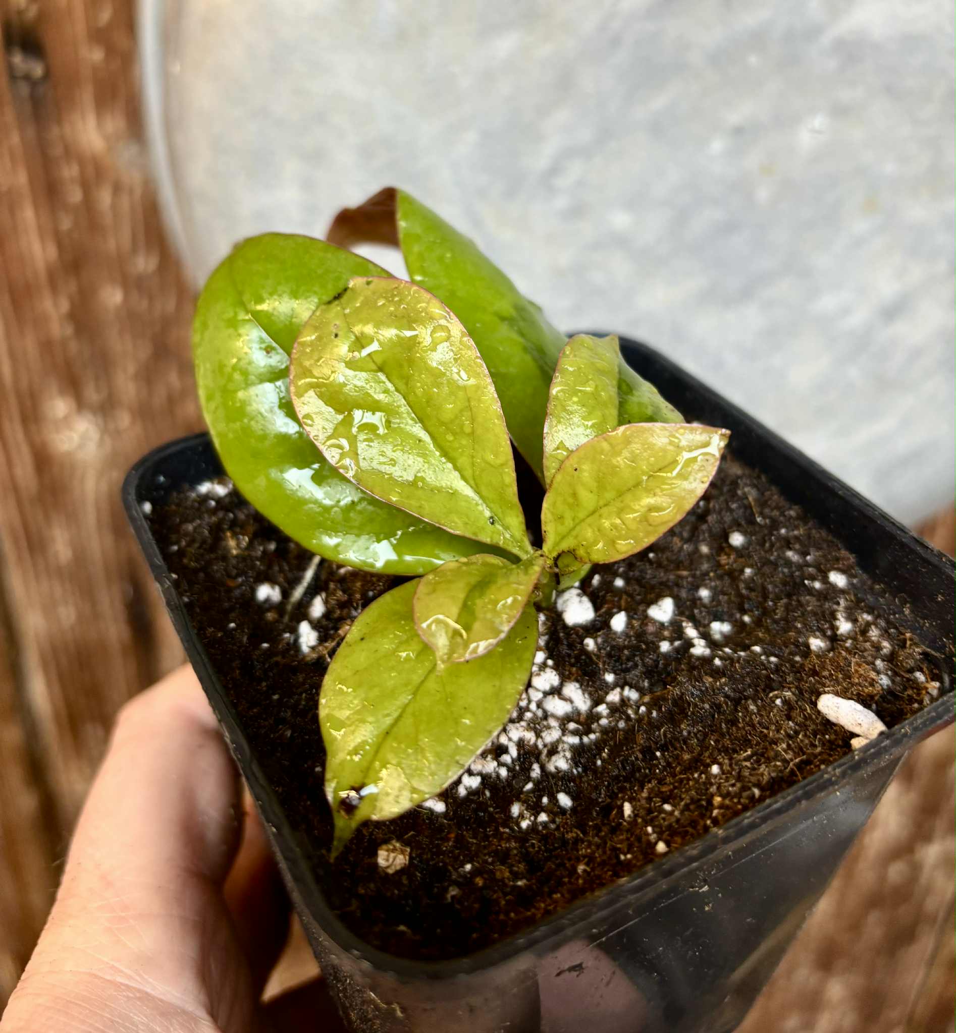 Variegated Barbados Gooseberry - (Pereskia aculeata) - 1 potted plant / 1 getopfte Pflanze
