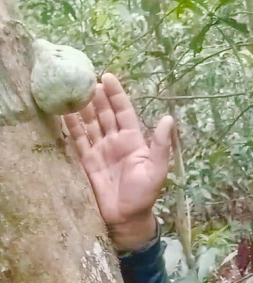 Pre Order - Mouriri trunciflora -  1 fresh seed / 1 frischer Samen