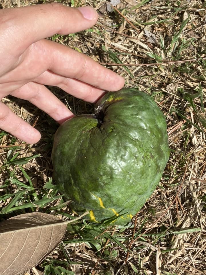 Annona cacans - 1 potted plant / 1 getopfte Pflanze Annona cacans - 1 potted plant / 1 getopfte Pflanze