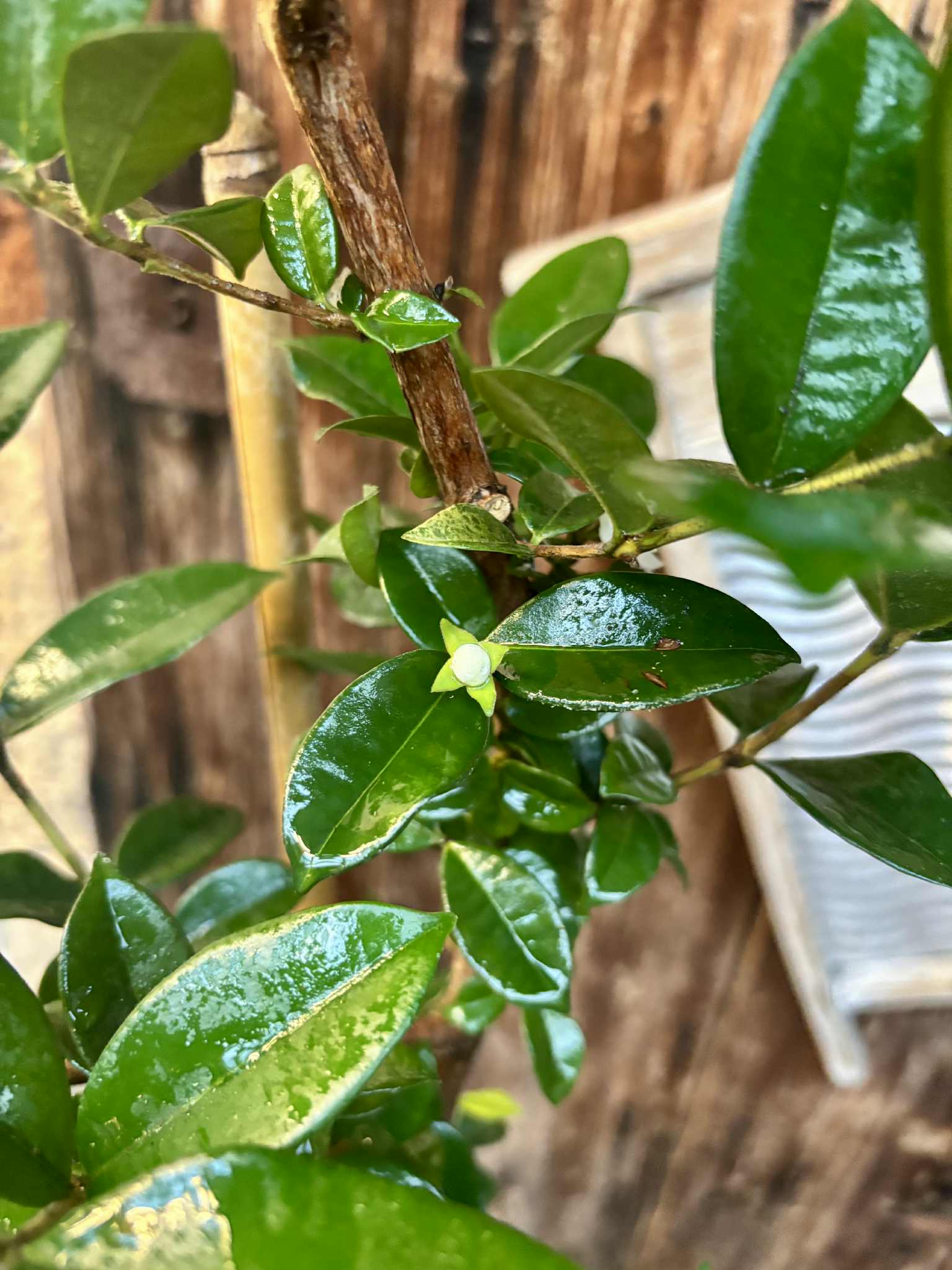 10 years old - Pitangatuba (Eugenia selloi)  - 1 potted plant / 1 getopfte Pflanze