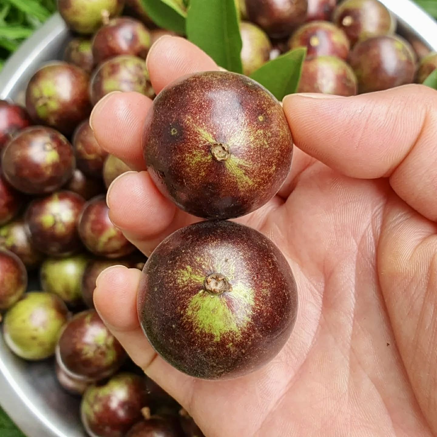 Jabuticaba Peluda-de-Alagoas (Plinia sp Grimal) -  1 fresh seed / 1 frischer Samen