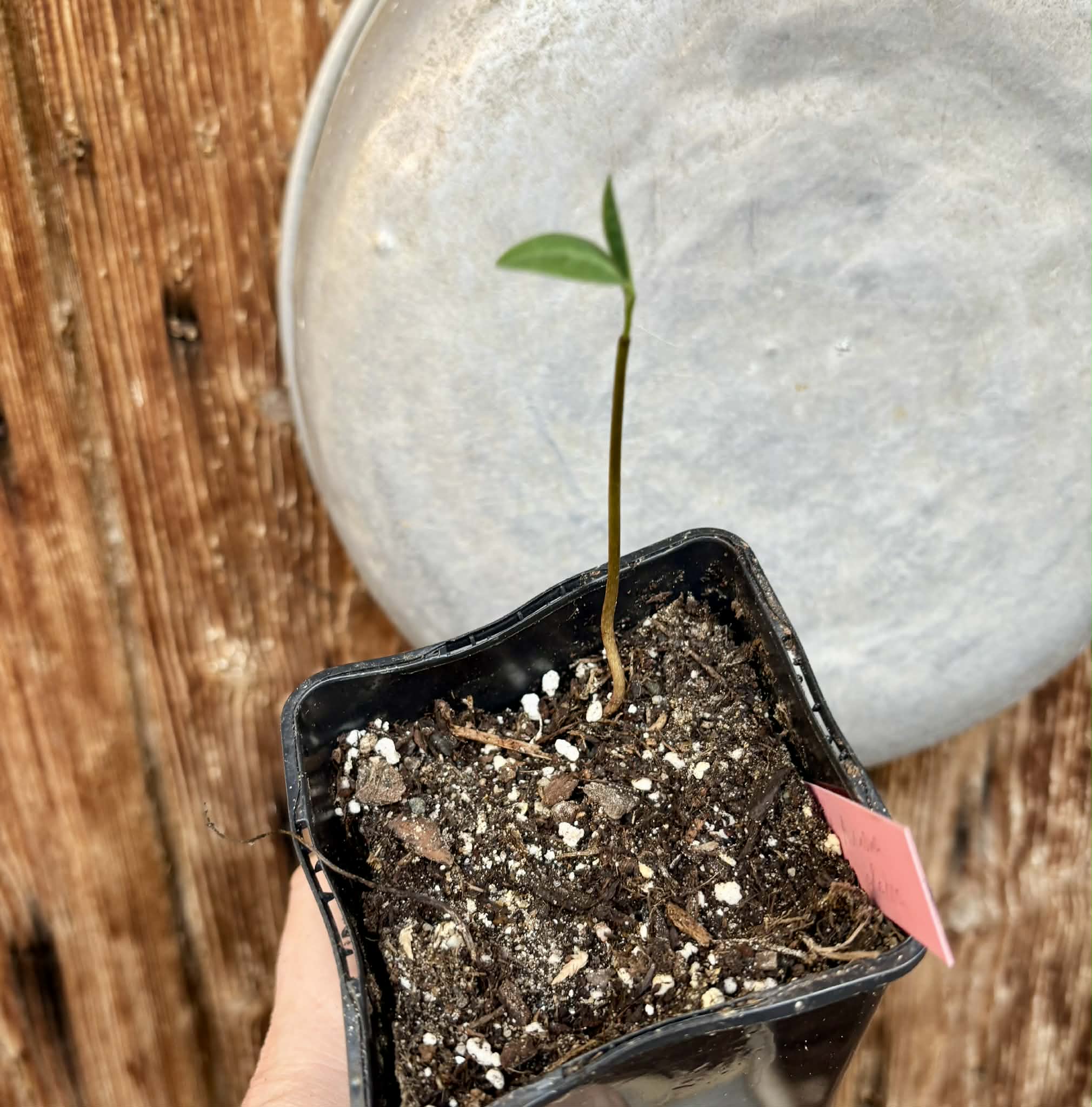 Annona glabra - 1 potted seedling / 1 getopfter Sämling