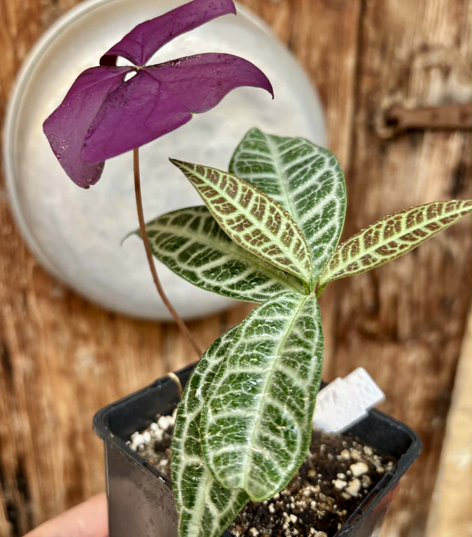 Eugenia sp Labisia -  1 potted plant / 1 getopfte Pflanze