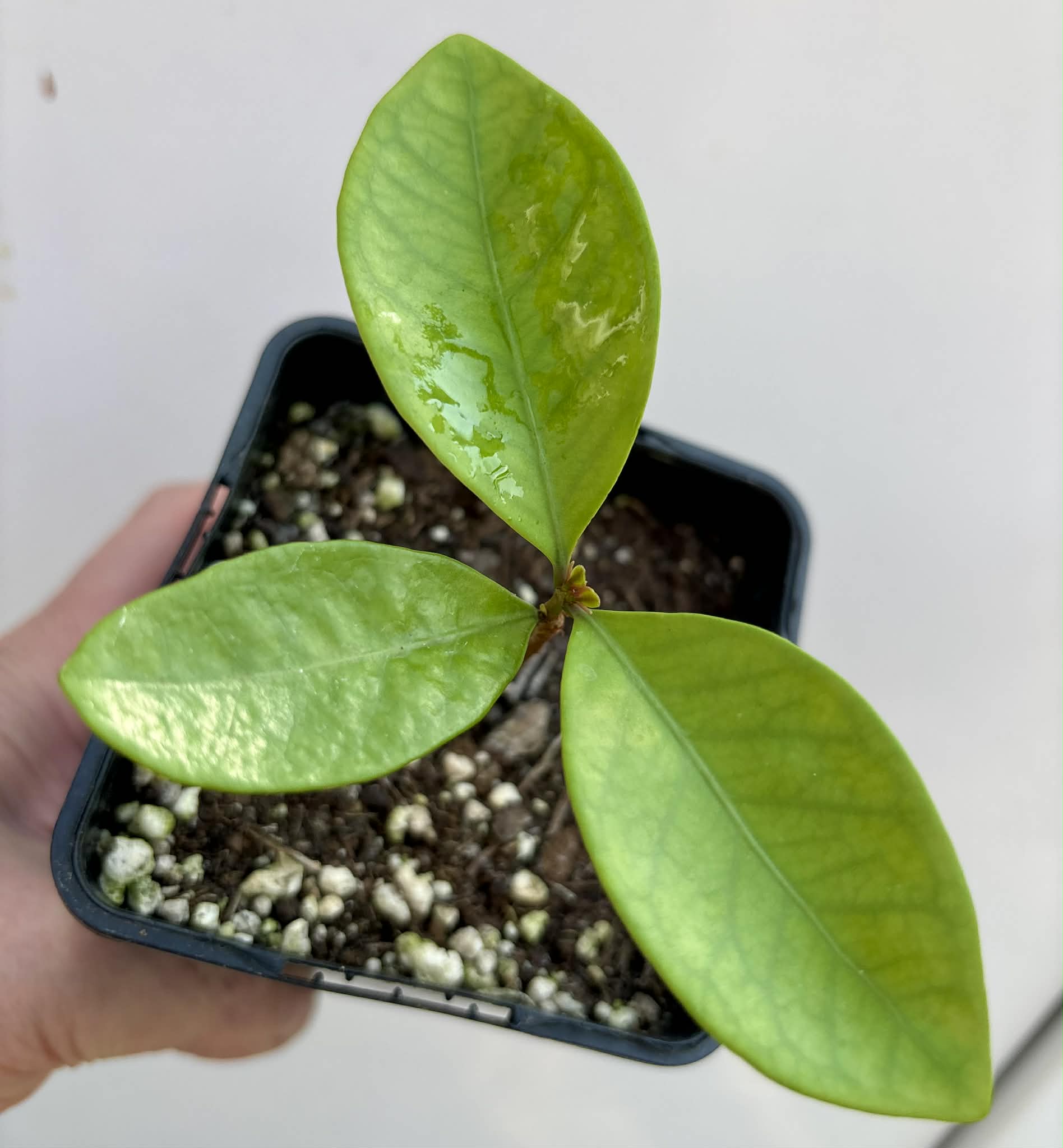 Eugenia sp Essencia negra - 1 potted seedling / 1 getopfter Sämling