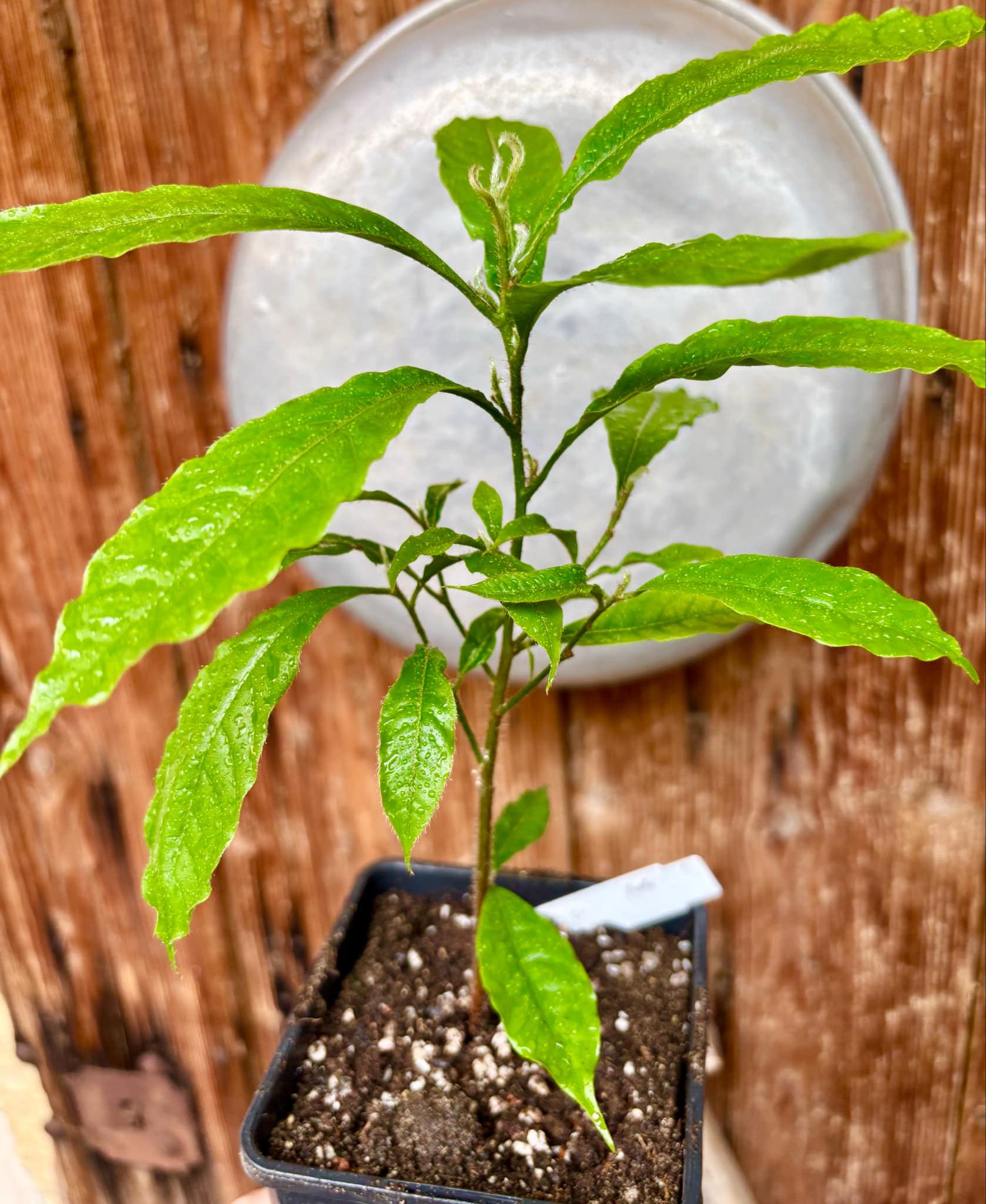 Abiu (Pouteria caimito) - 1 potted plant / 1 getopfte Pflanze Abiu (Pouteria caimito) - 1 potted plant / 1 getopfte Pflanze