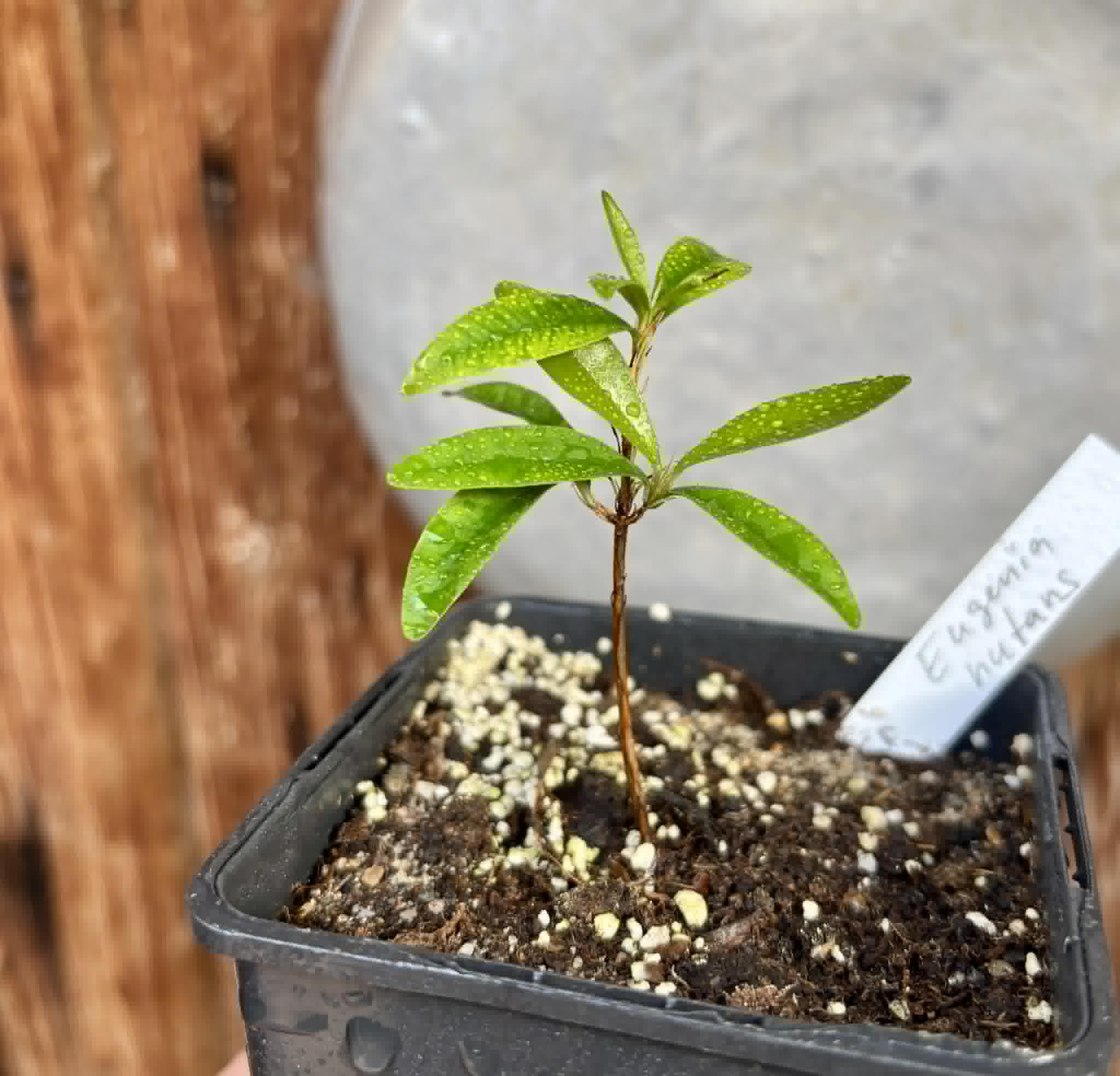 Eugenia nutans - 1 potted seedling / 1 getopfter Sämling