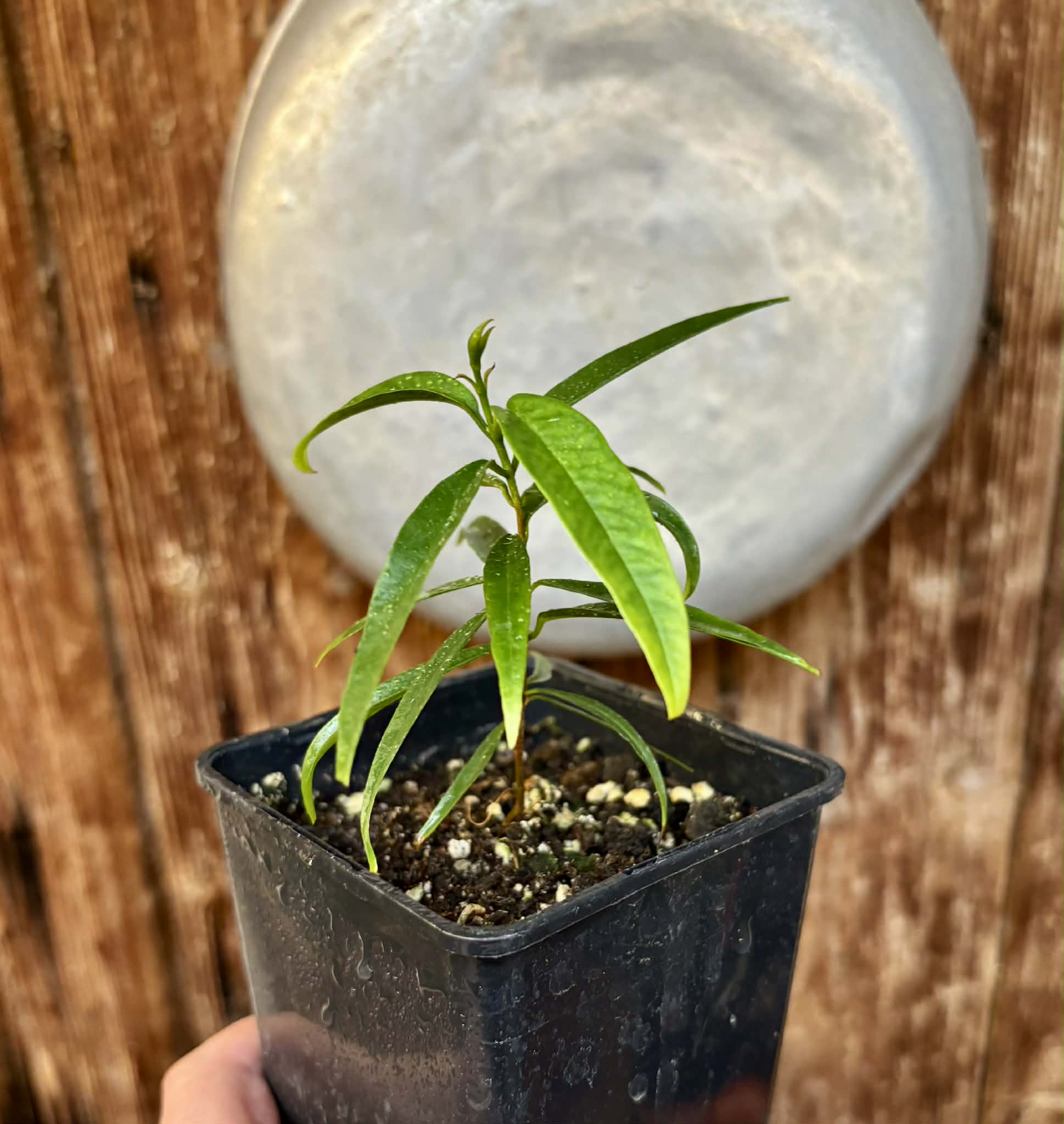 Eugenia pruniformis - Ameixa da Preta - 1 potted plant / 1 getopfte Pflanze