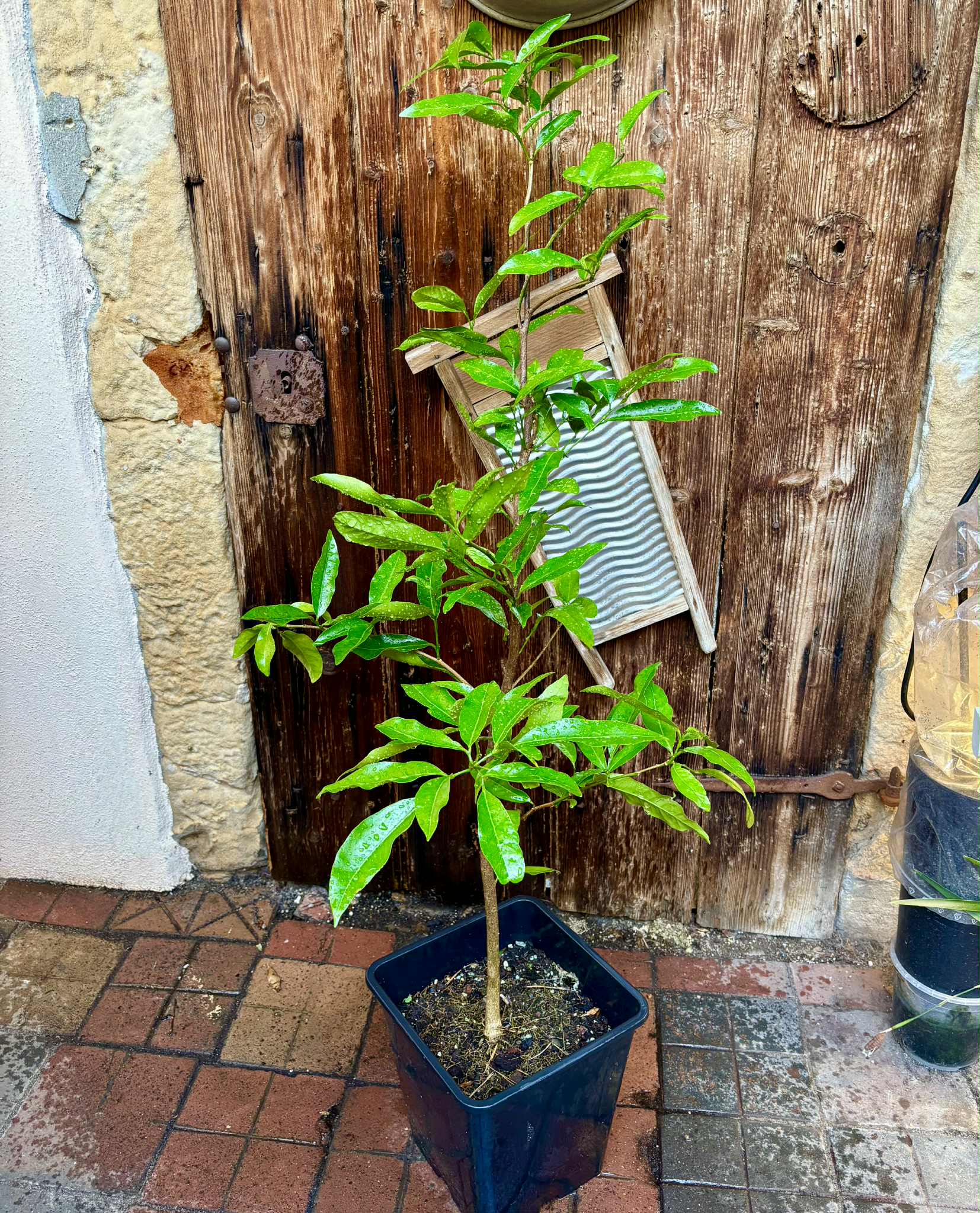 Glycosmis trifoliata - Orangeberry -  1 potted plant / 1 getopfte Pflanze