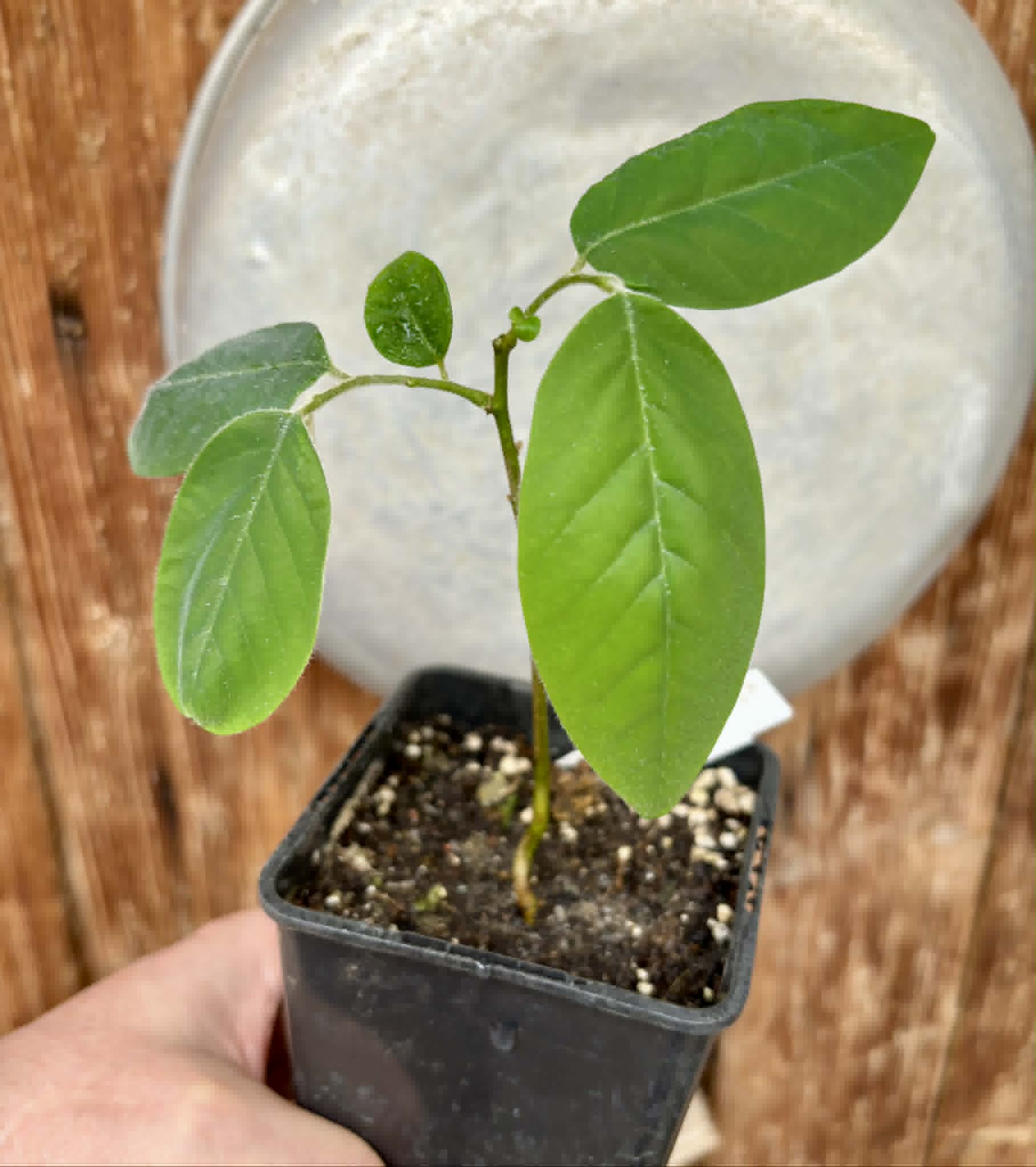 Annona sylvatica - 1 potted plant / 1 getopfte Pflanze