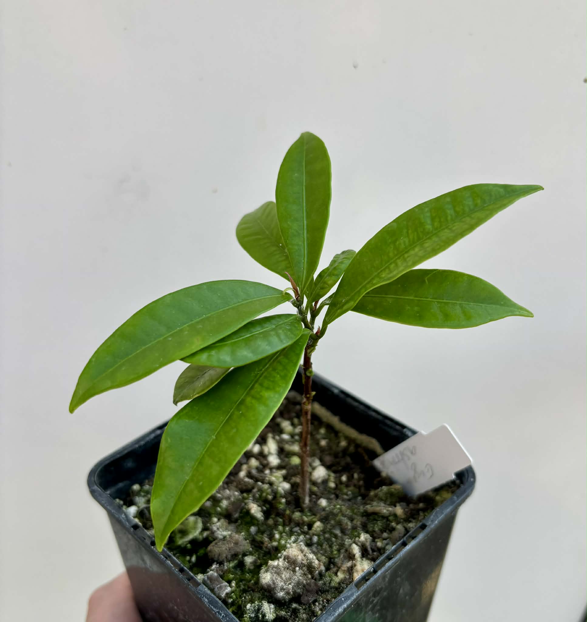 Baguaçu (Eugenia astringens) - 1 potted plant / 1 getopfte Pflanze