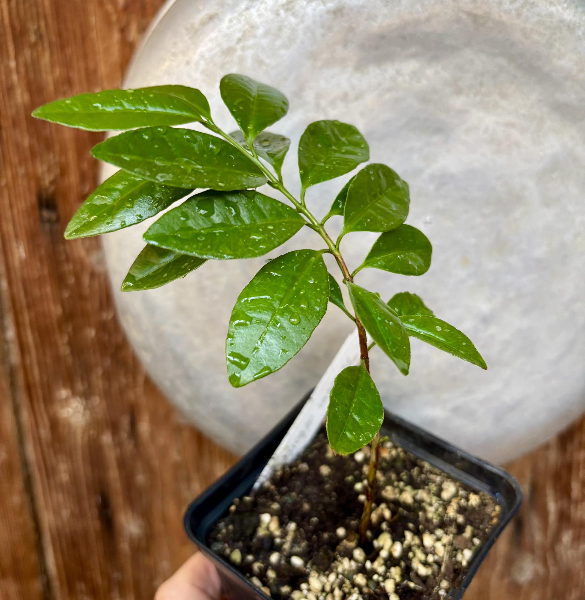 ARAÇA-AÇU (Psidium arboreum)  - 1 potted seedling / 1 getopfter Sämling