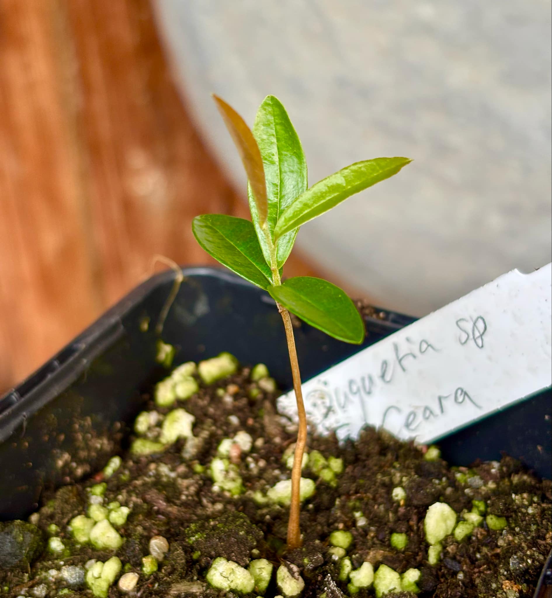 Duguetia sp Ceara - 1 small potted seedling / 1 kleiner, getopfter Sämling Duguetia sp Ceara - 1 small potted seedling / 1 kleiner, getopfter Sämling