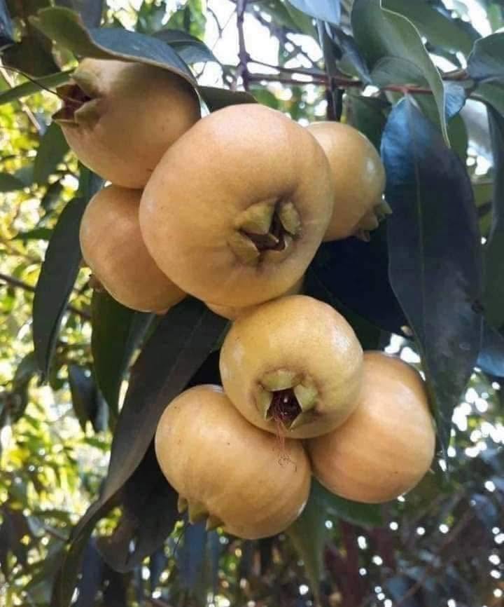 White Rose Apple (Syzygium jambos) - 1 potted seedling / 1 getopfter Sämling