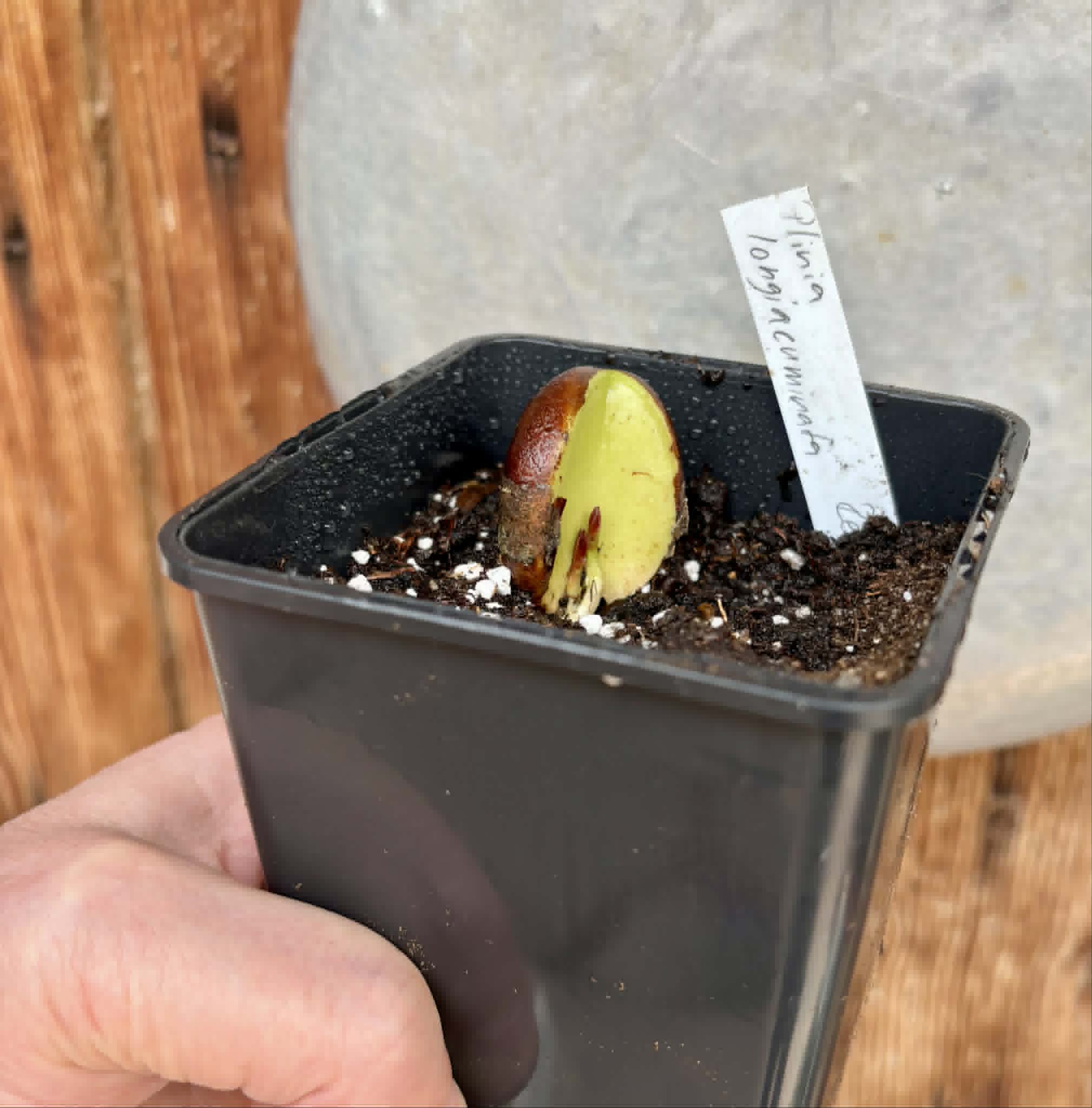 Plinia longiacuminata RED  -  1 potted seedling / 1 getopfter Sämling