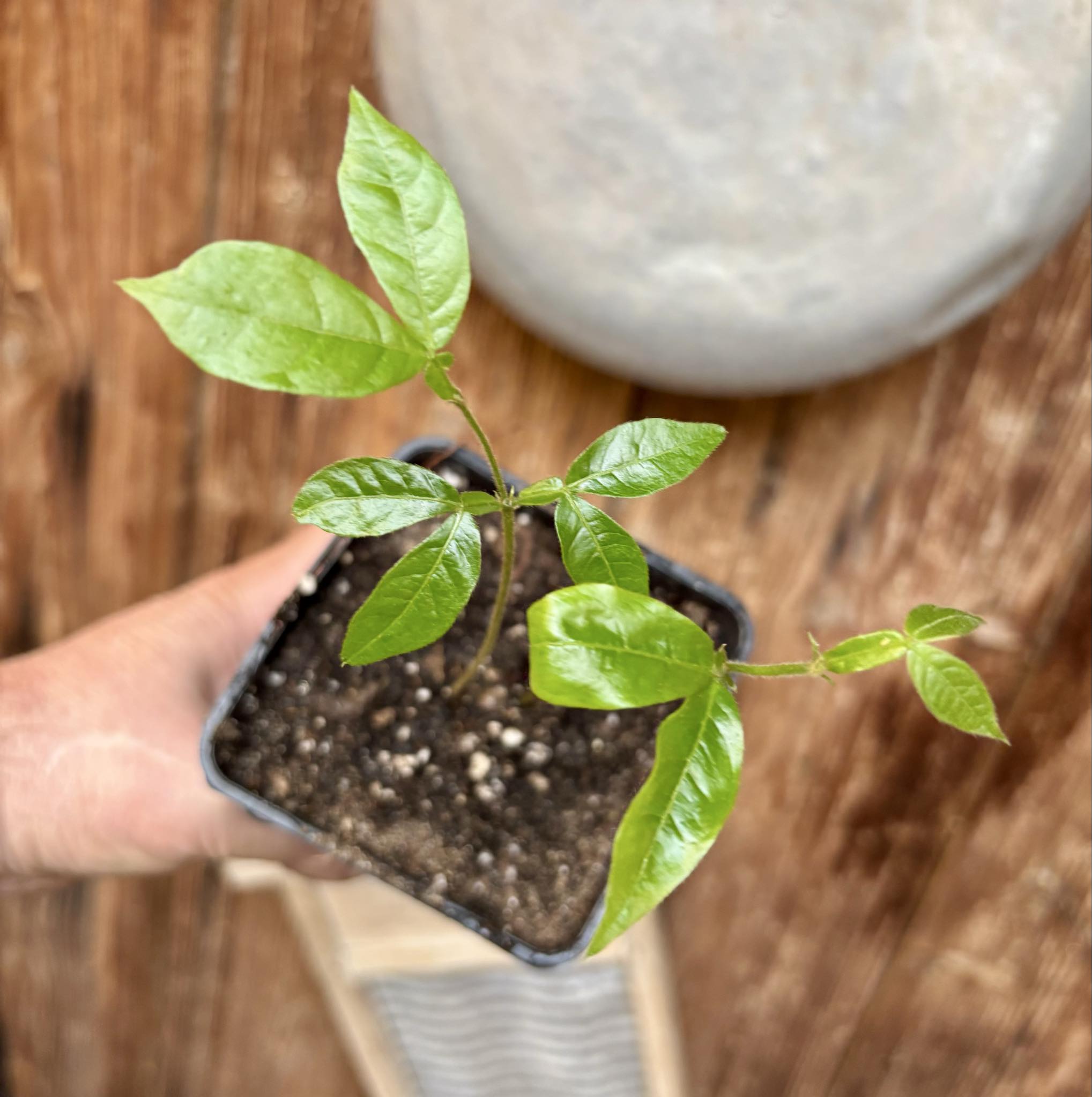 two in one pot - Inga vera  - 1 potted seedling / 1 getopfter Sämling
