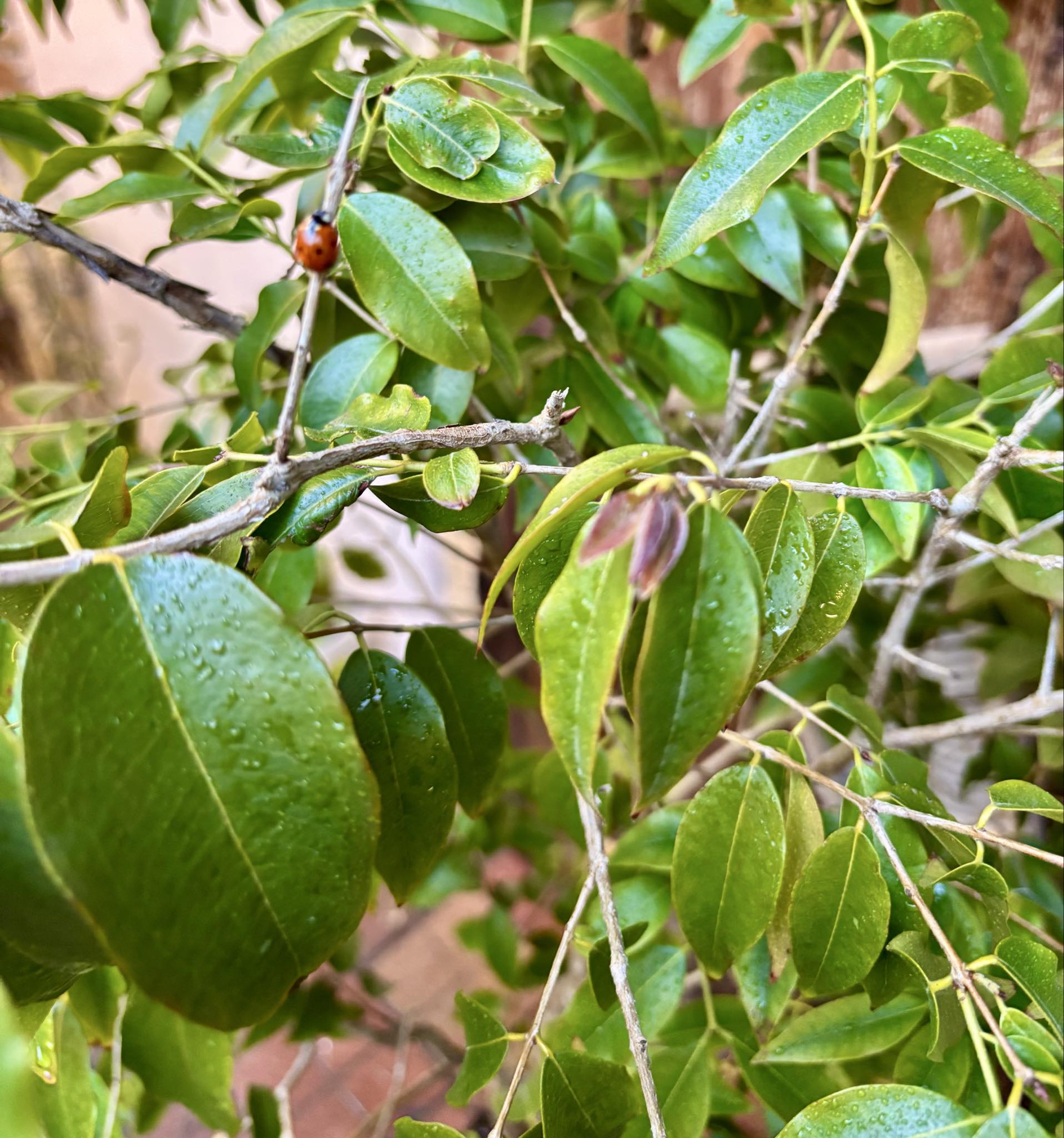 8+ years old - Jaboticaba Cafe Rajada (Plinia trunciflora var Cafe Rajada) - 1 potted plant / 1 getopfte Pflanze