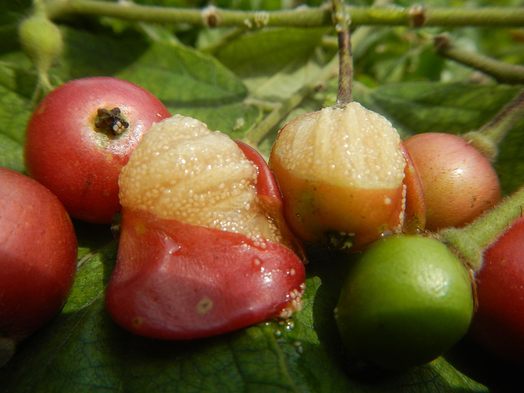 rooted cutting - Muntingia calabura (Jamaika Cherry / Panama Cherry) - 1 potted plant / 1 getopfte Pflanze
