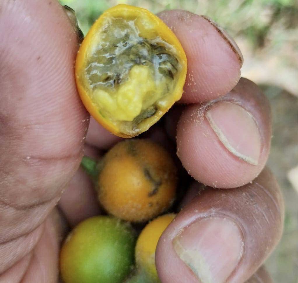 Solanum sp. Mata Escura - 3 fresh seeds / 3 frische Samen