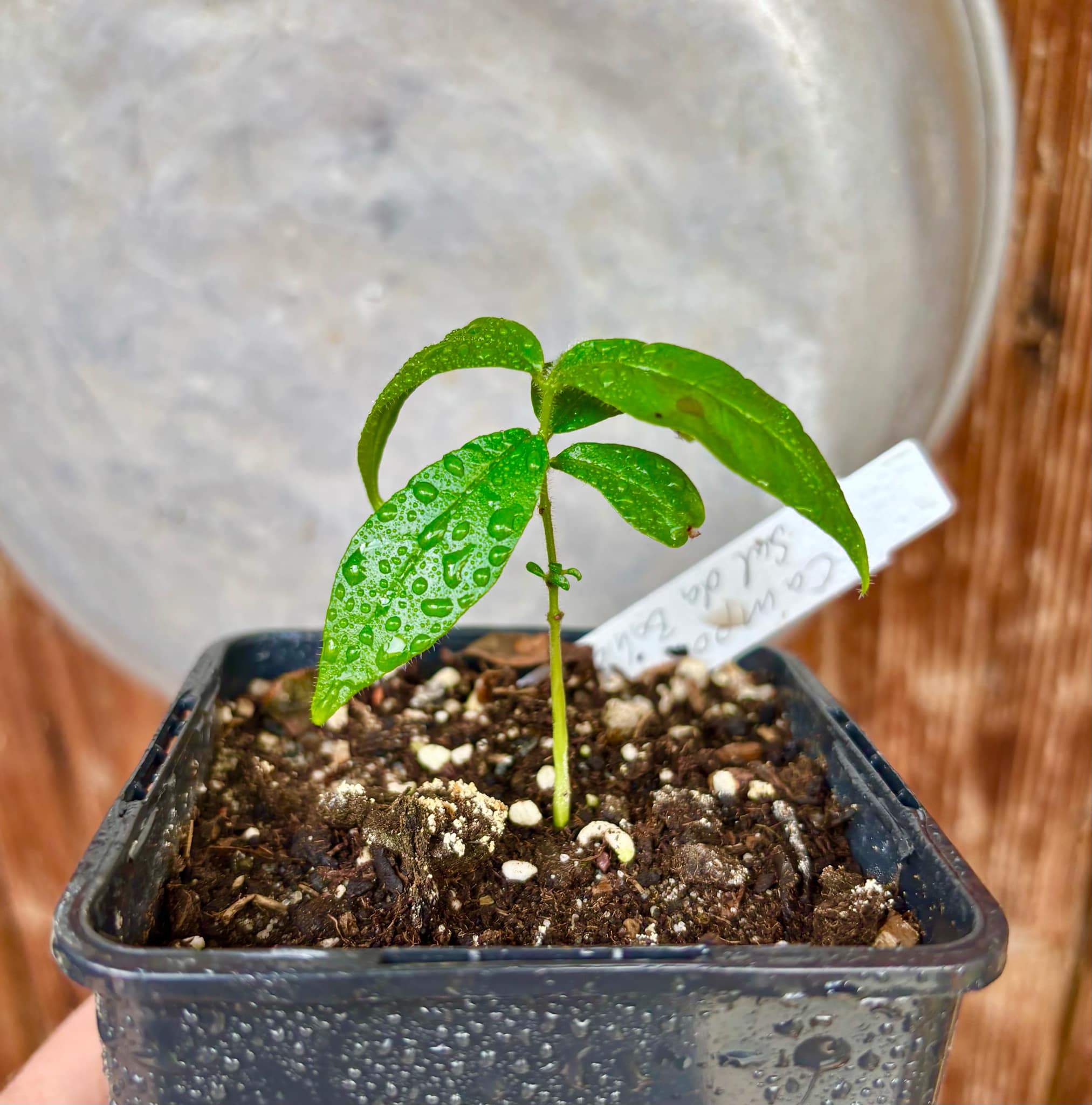 Campomanesia sp Sul da Bahia Super - 1 small potted seedling / 1 kleiner, getopfter Sämling