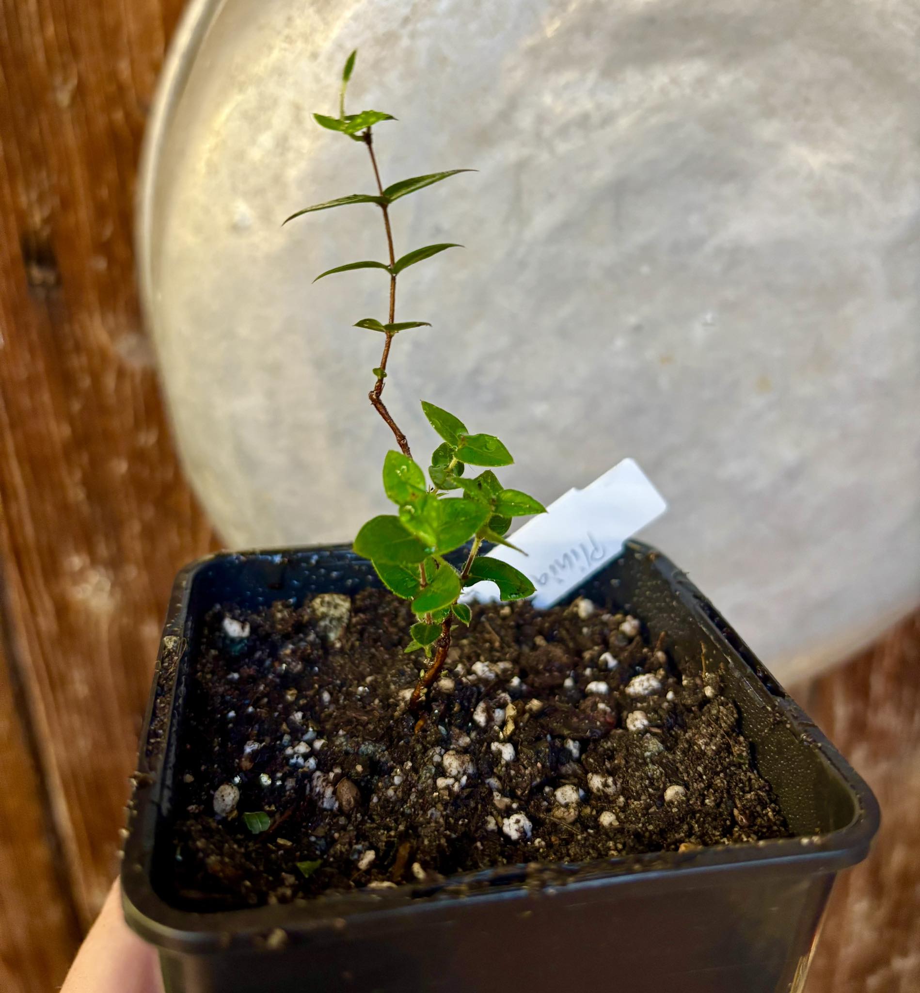 Plinia nana - 1 small potted plant / 1 kleine, getopfte Pflanze