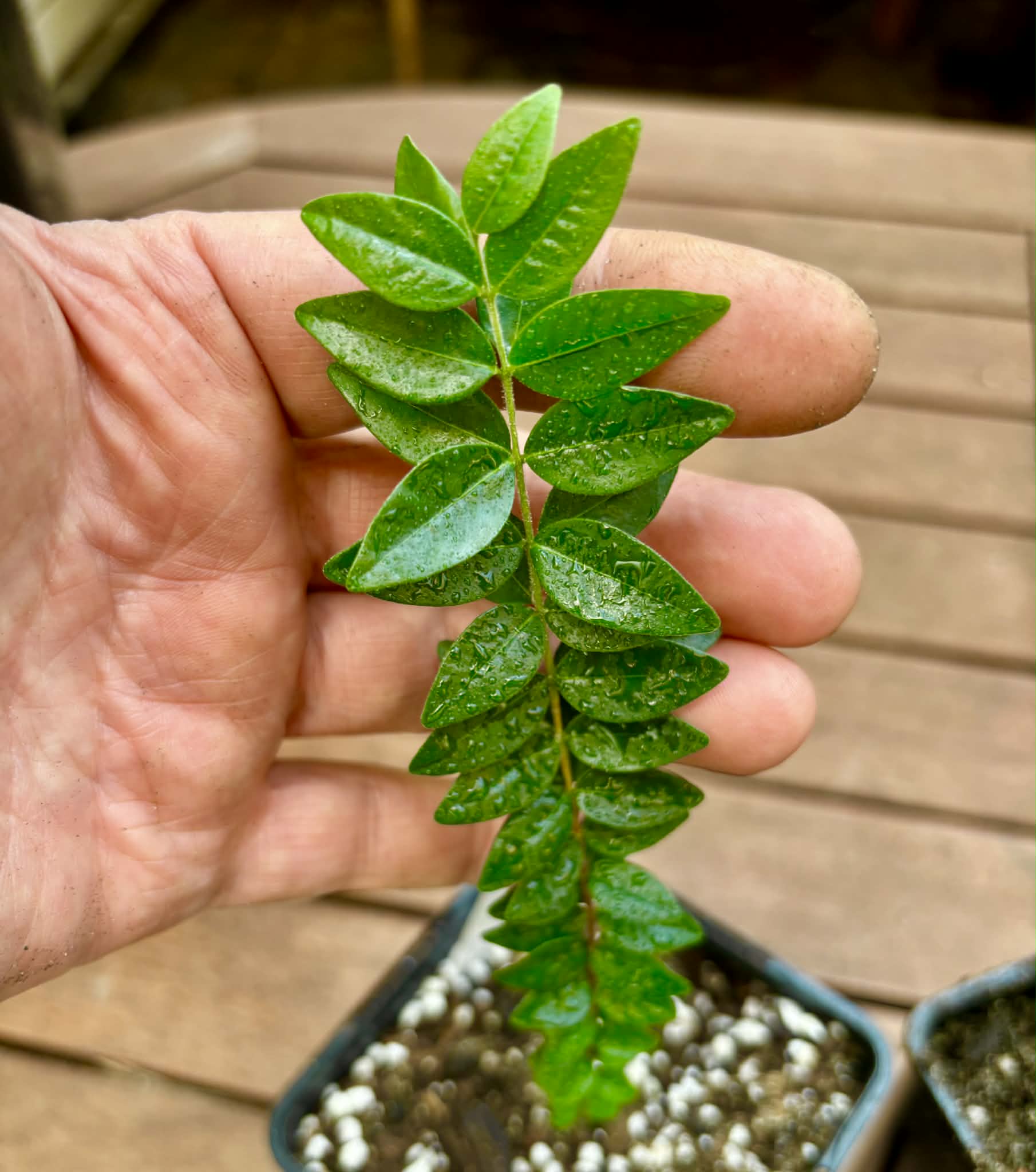 Collection of 3 ultra rare exotic fruit plants -  3 different potted plants / 3 verschiedene, getopfte Pflanzen