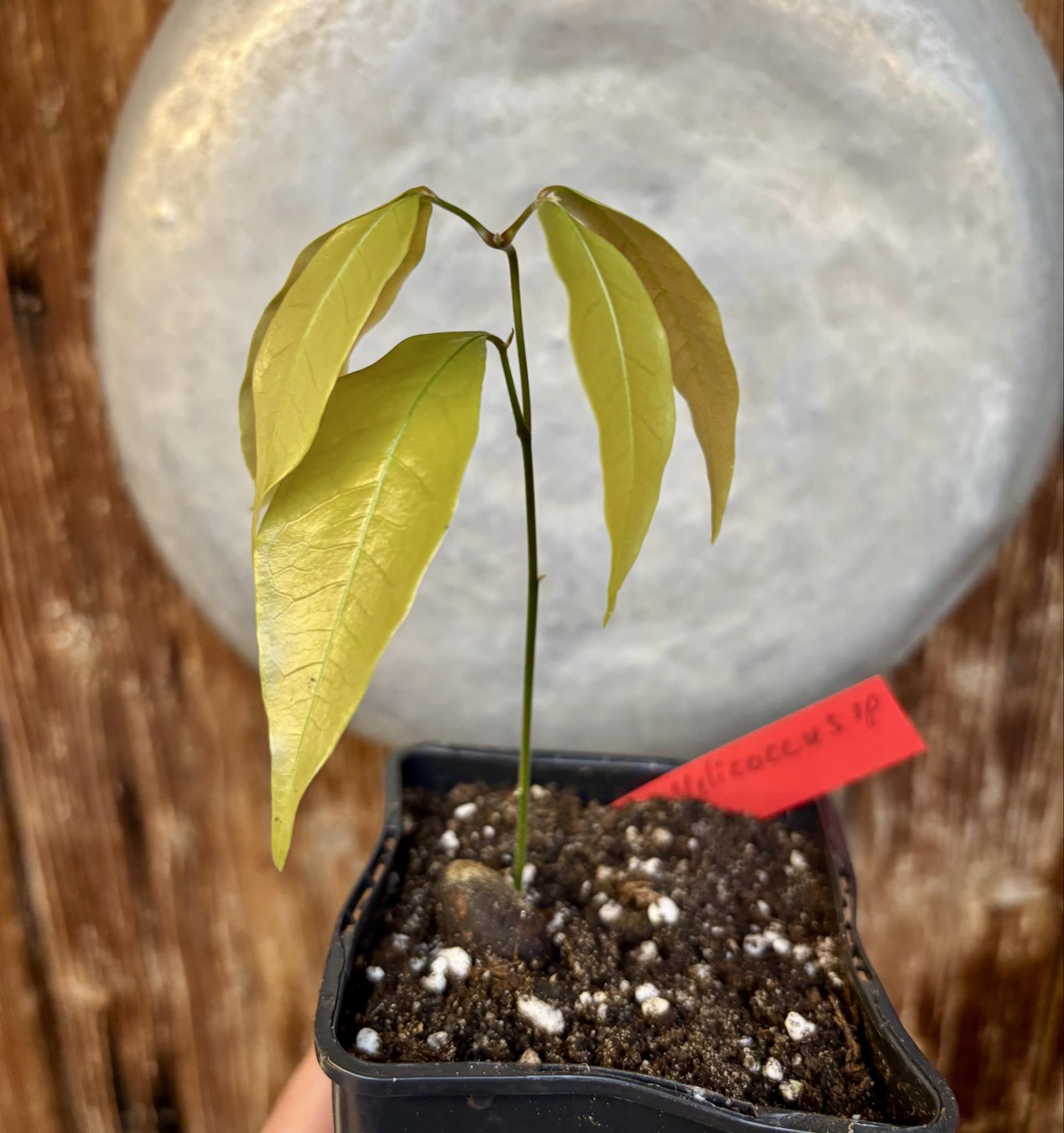 Melicoccus sp Bahia - 1 potted seedling / 1 getopfter Sämling