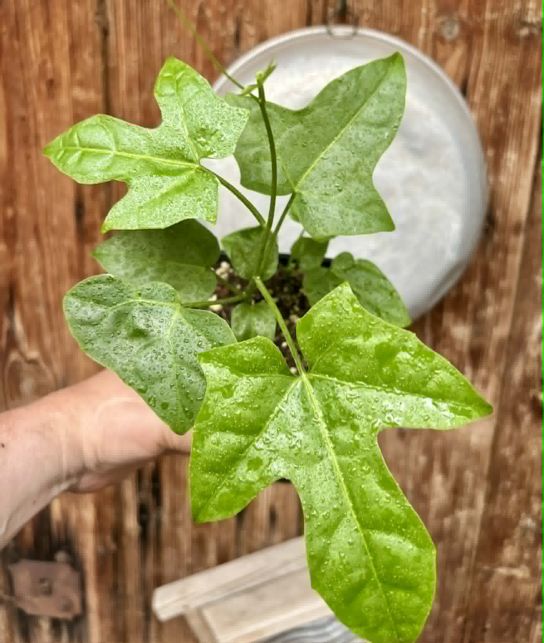 2 in 1 pot - Psiguria umbrosa - 2 seedlings in one pot / 2 Sämlinge in einem Topf