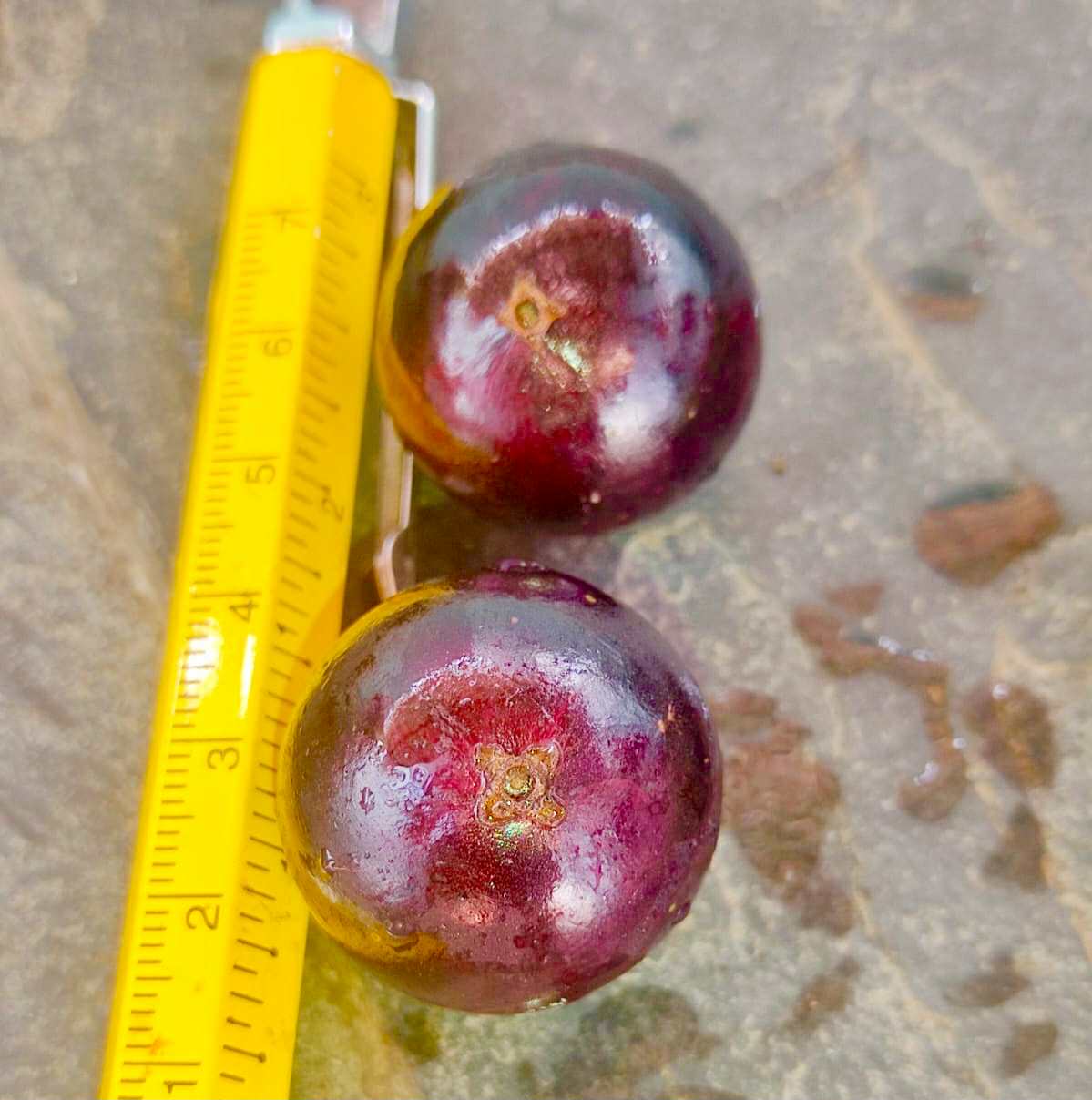 Collection of 5 new Jaboticaba -  5 different potted Plinia / 5 verschiedene, getopfte Plinia