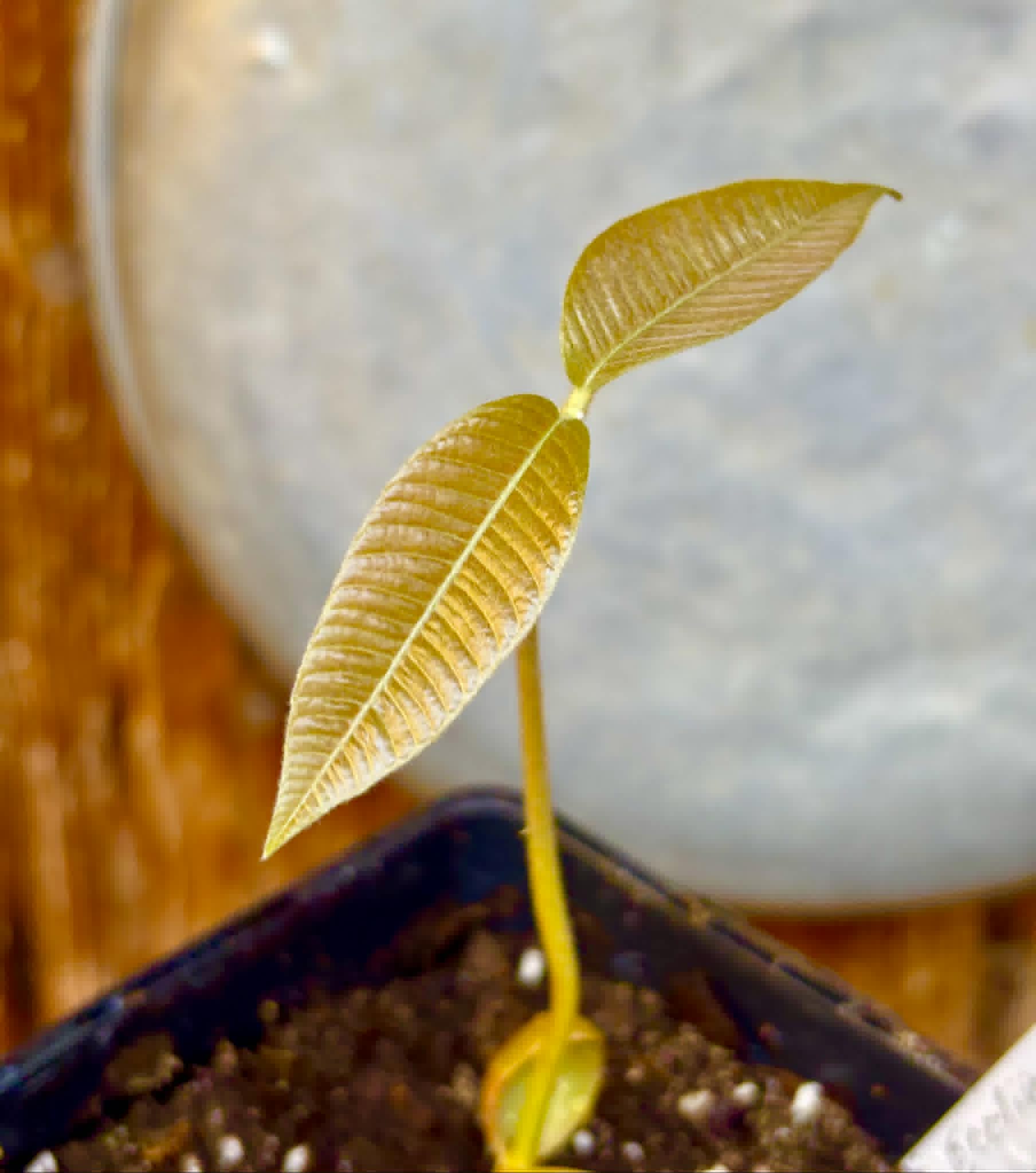 Ecclinusa ramiflora -  1 potted seedling / 1 getopfter Sämling