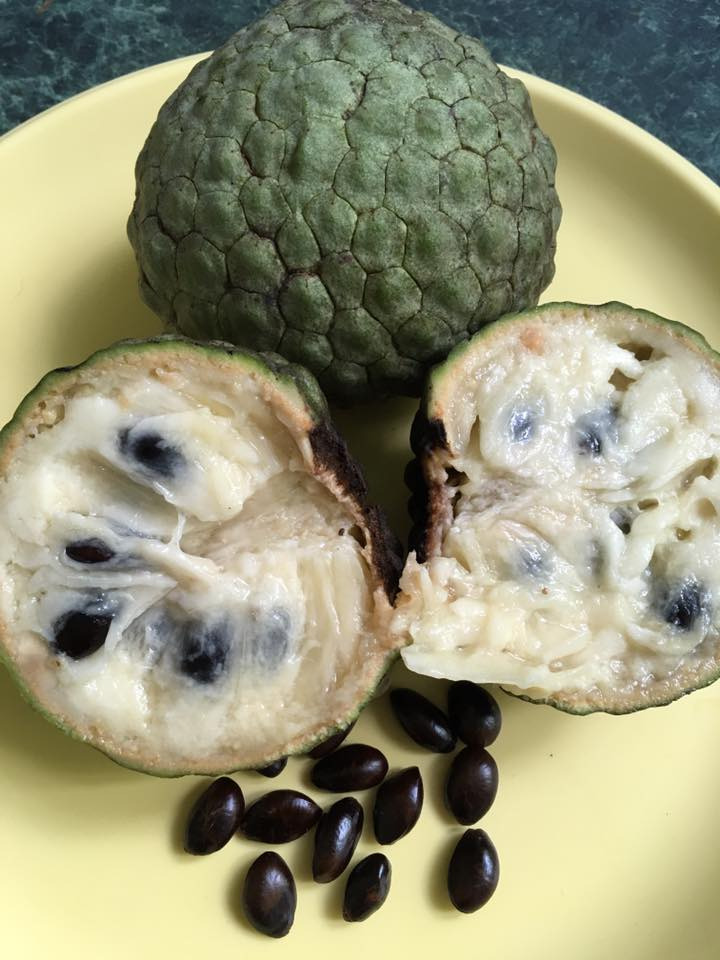 Poshte (Annona scleroderma)  - 1 potted plant / 1 getopfte Pflanze