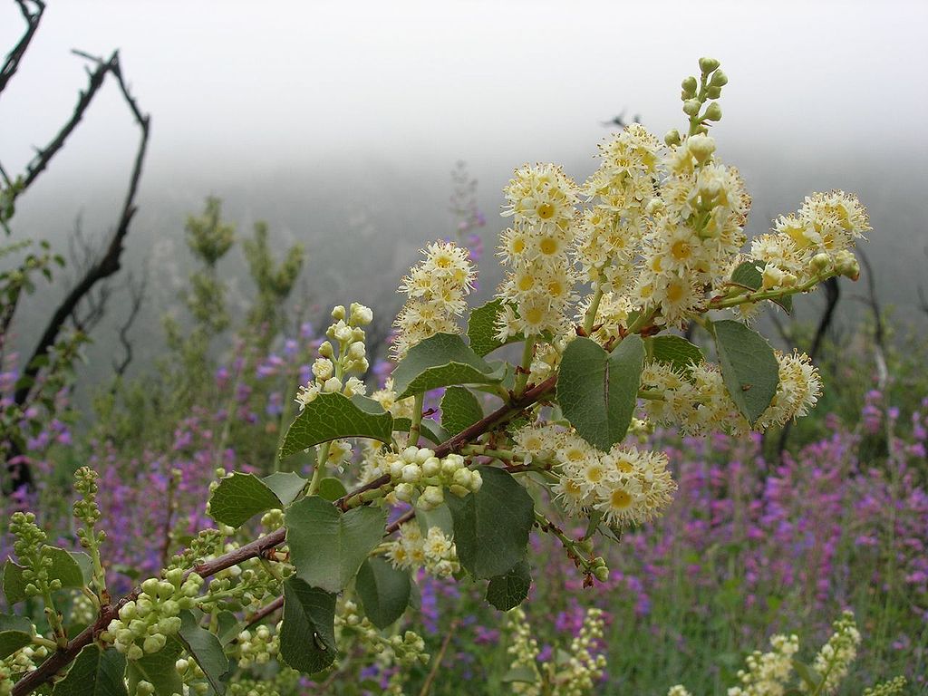 Catalina Cherry (Prunus ilicifolia subsp. ilicifolia) - 1 fresh seed / 1 frischer Samen