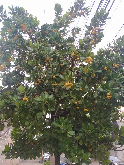 only 1 available - Abrico da Praia (Labramia bojeri) - 1 germinated seed / 1 gekeimter Samen