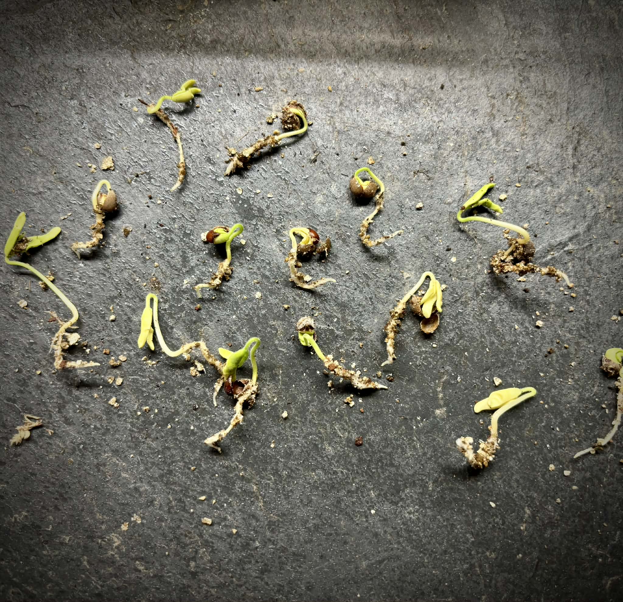 Allophylus edulis - Chal-Chal / Fruta de Pomba - 1 germinated seed / 1 gekeimter Samen