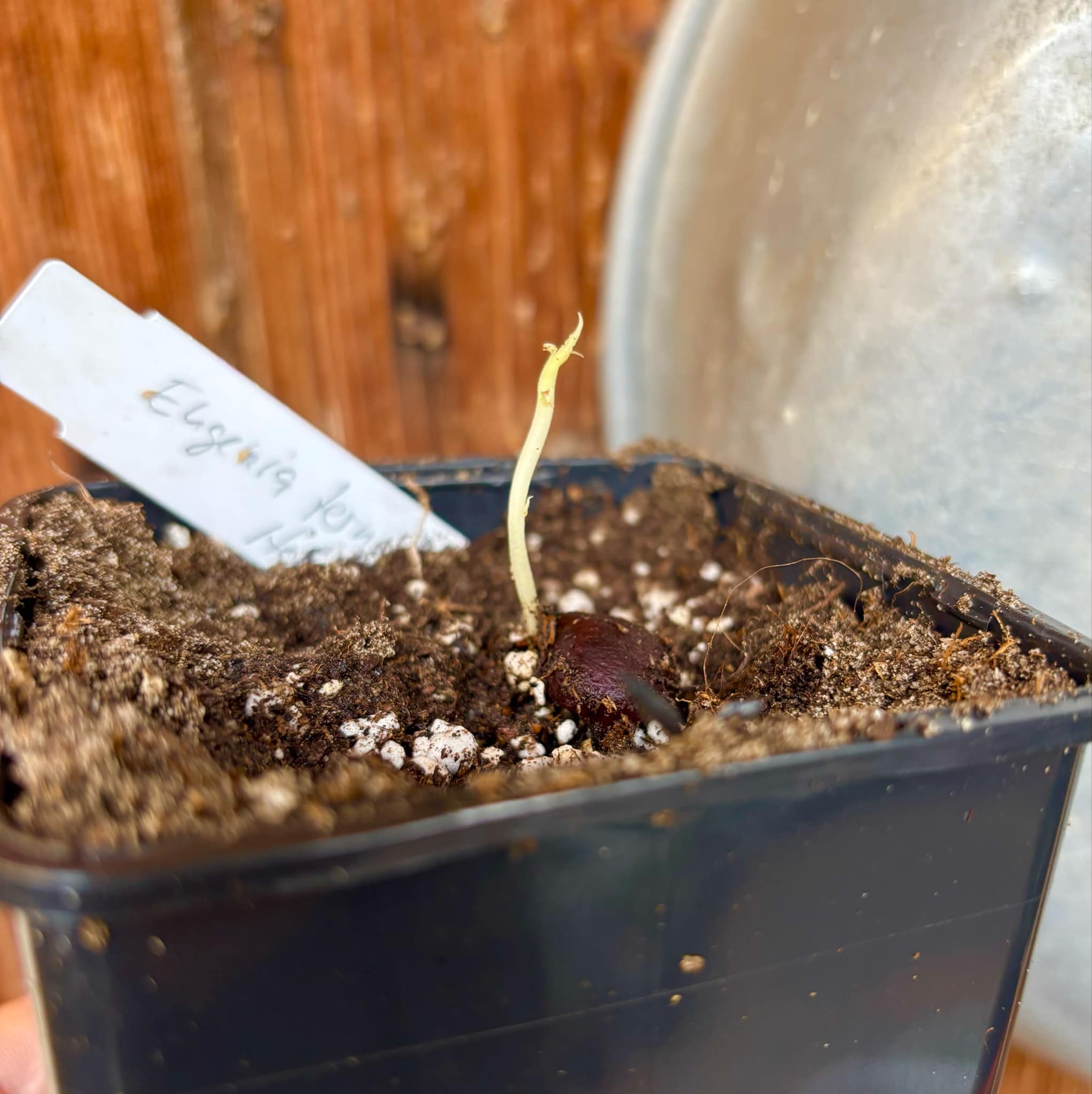 Uvaia maracuja (Eugenia ternatifolia) - 1 small potted seedling / 1 kleiner, getopfter Sämling