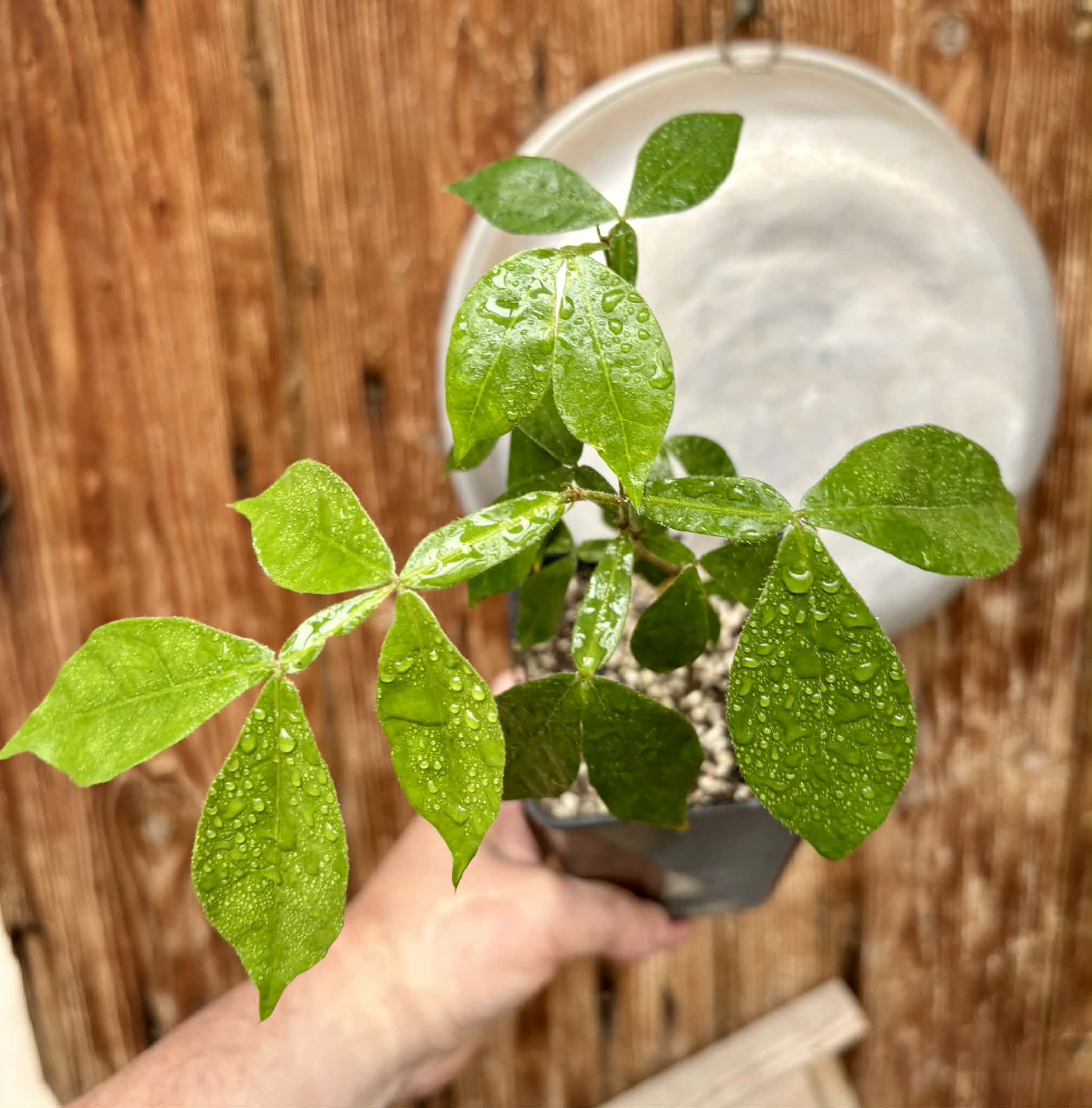 Inga vera  - 1 potted plant / 1 getopfte Pflanze