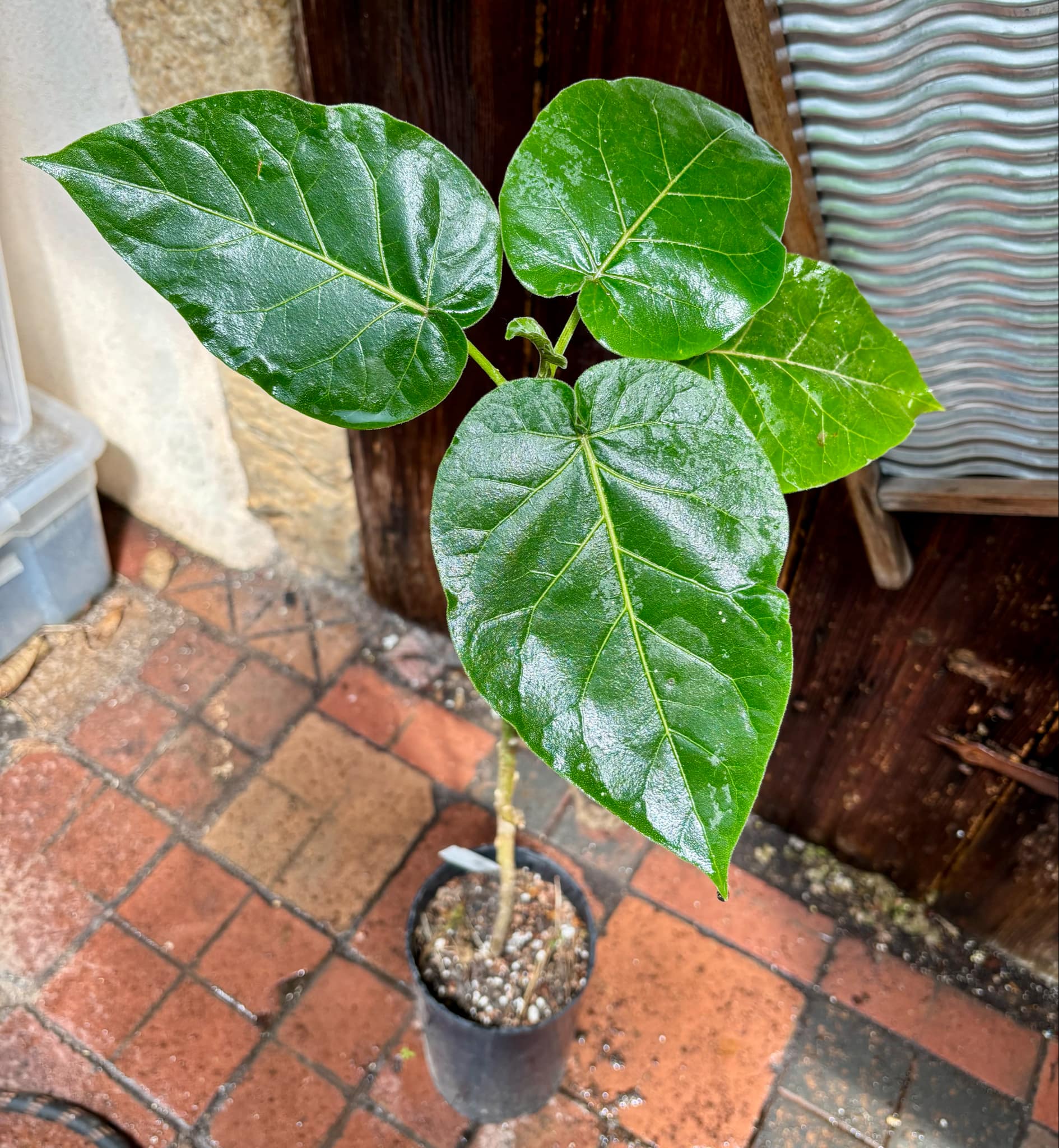 Tamarillo var. Madeira (Solanum betaceum) - 1 potted plant / 1 getopfte Pflanze