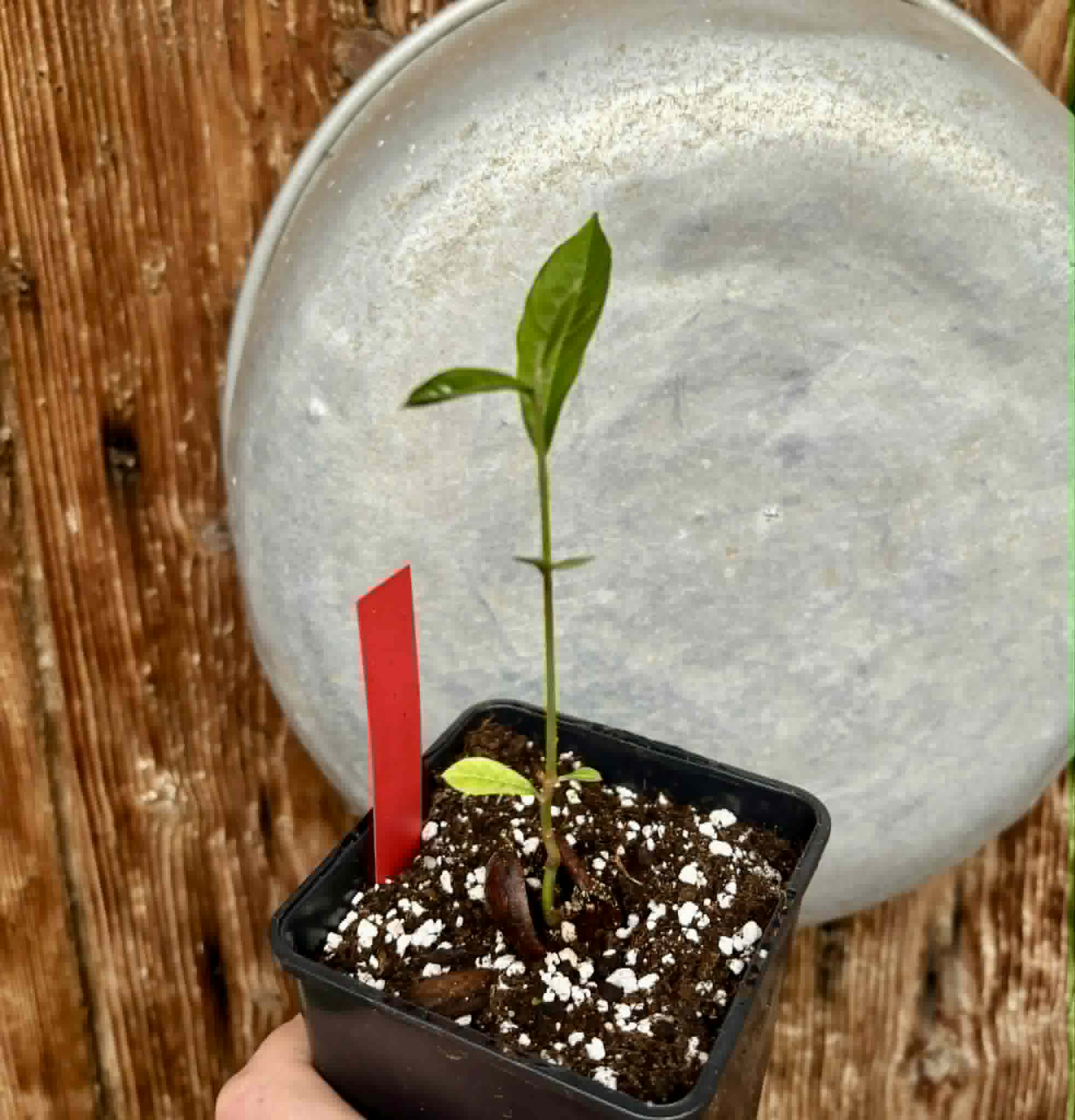 Pradosia sp Rondonia - 1 potted seedling / 1 getopfter Sämling