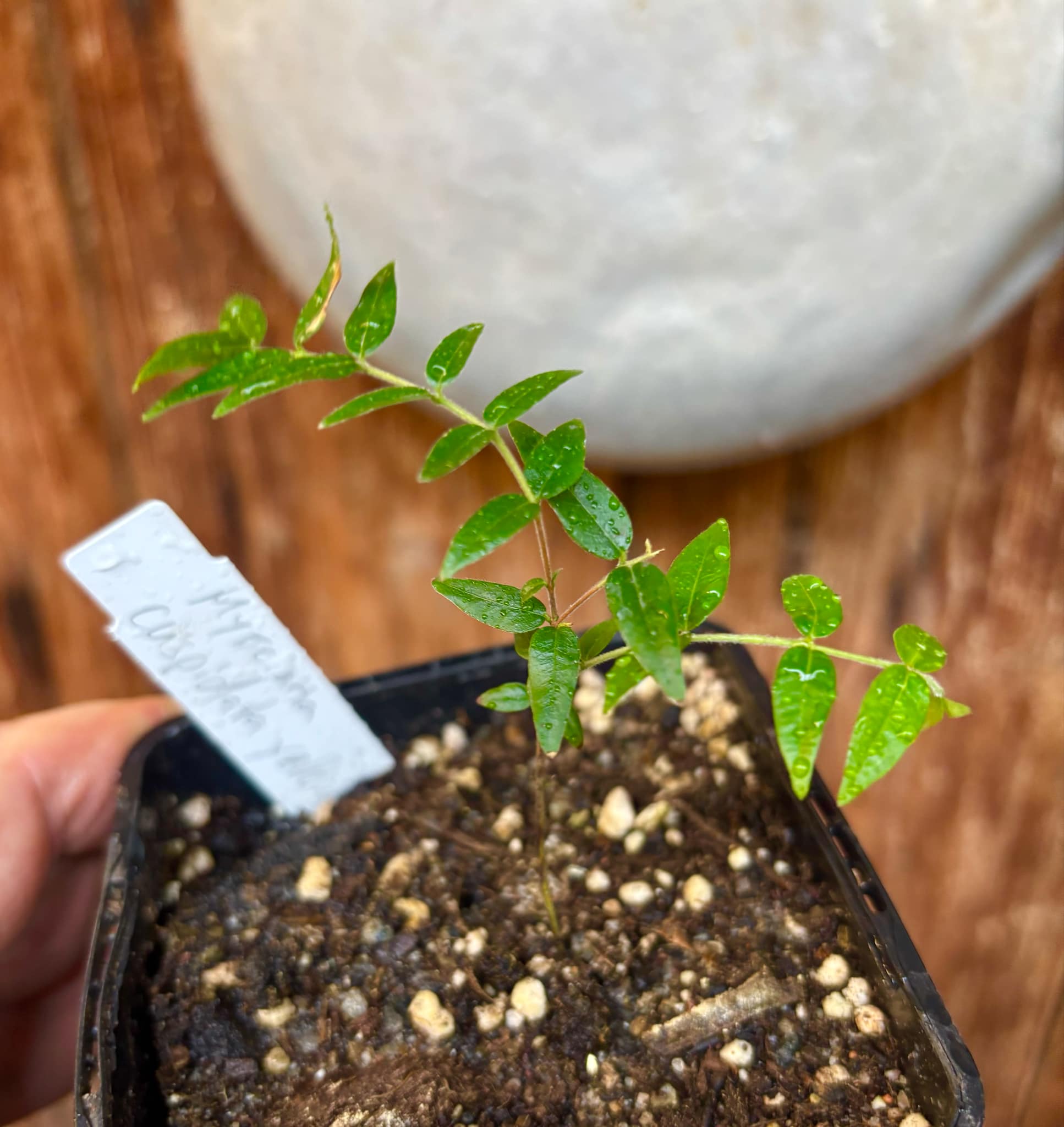 Myrciaria cuspidata YELLOW - 1 small potted plant / 1 kleine, getopfte Pflanze
