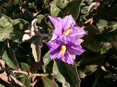 Fruta do Lobo - Wolf Apple (Solanum lycocarpum) - 1 fresh seed / 1 frischer Samen