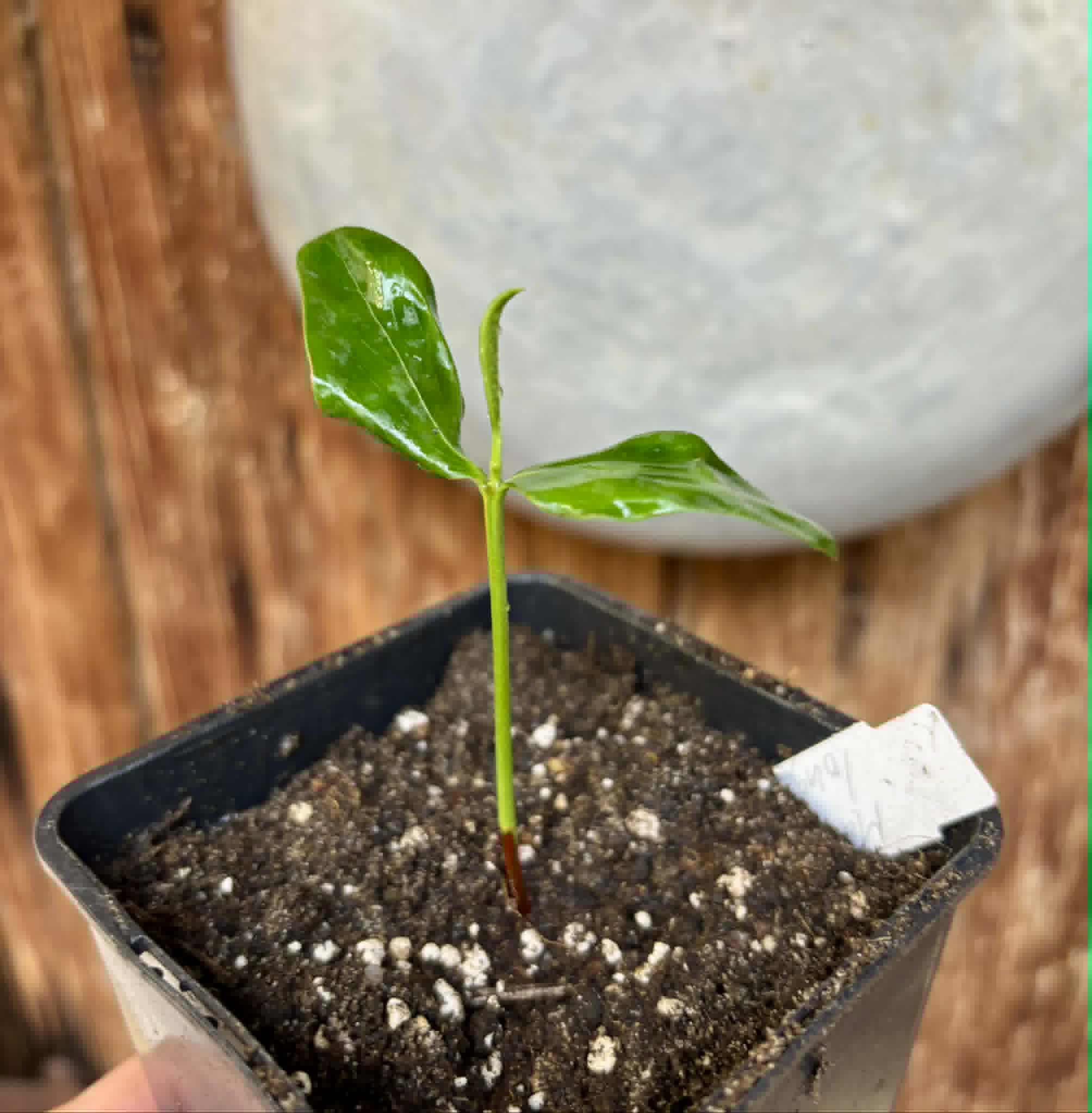 Manilkara longifolia - 1 potted seedling / 1 getopfter Sämling