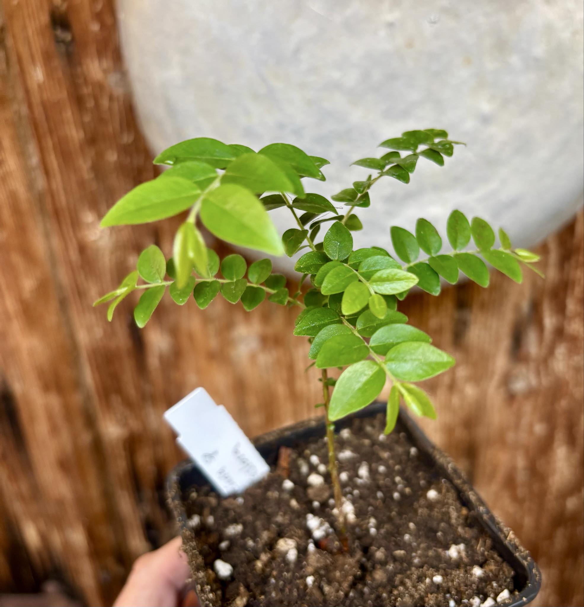 Myrciaria sp Pastora - 1 potted seedling / 1 getopfter Sämling