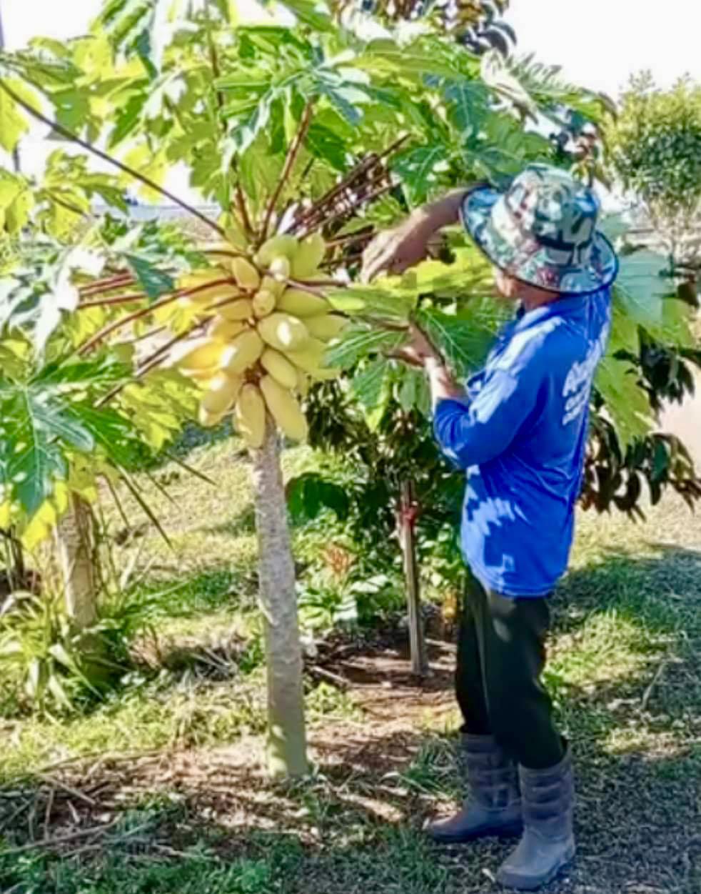 Yellow Krabi Papaya (Carica papaya) - 1 fresh potted seedling / 1 frisch getopfter Sämling